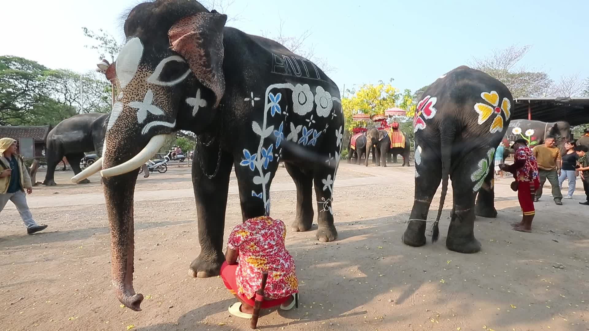 Elephants play at Thai Songkran Water Festival