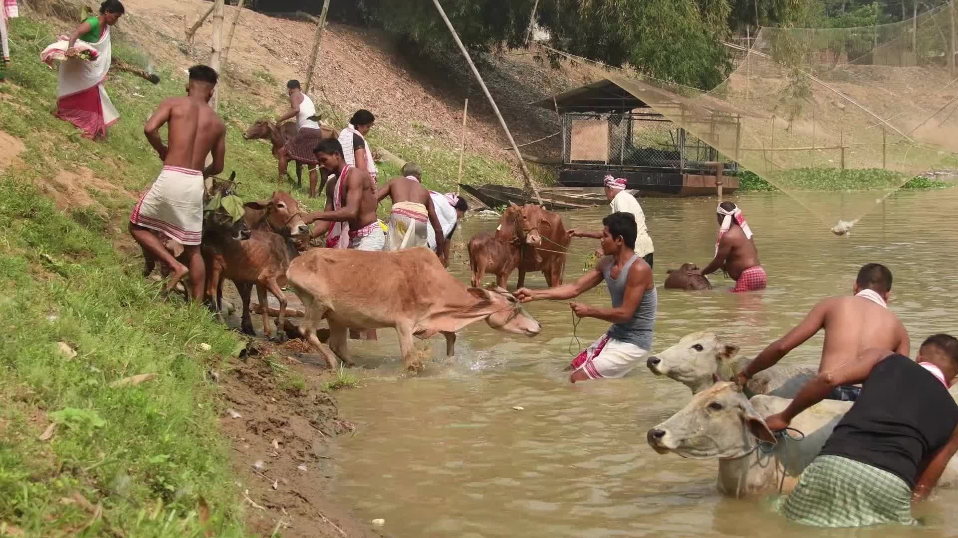 Rongali Bihu celebration begins in Assam with 'Goru Bihu'