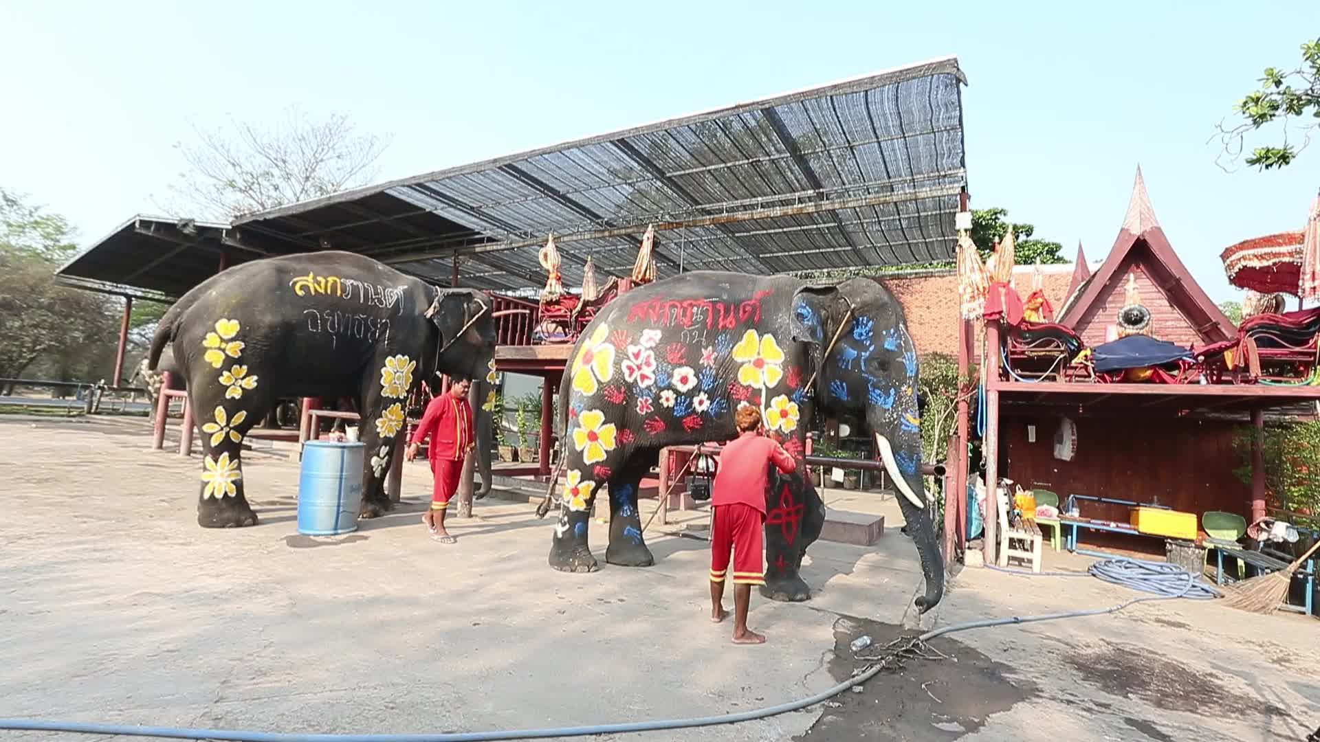 Elephants play at Thai Songkran Water Festival