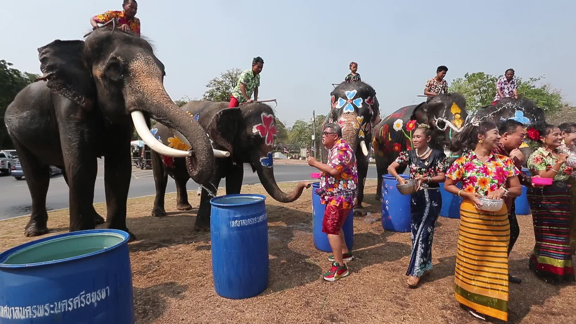 Elephants play at Thai Songkran Water Festival