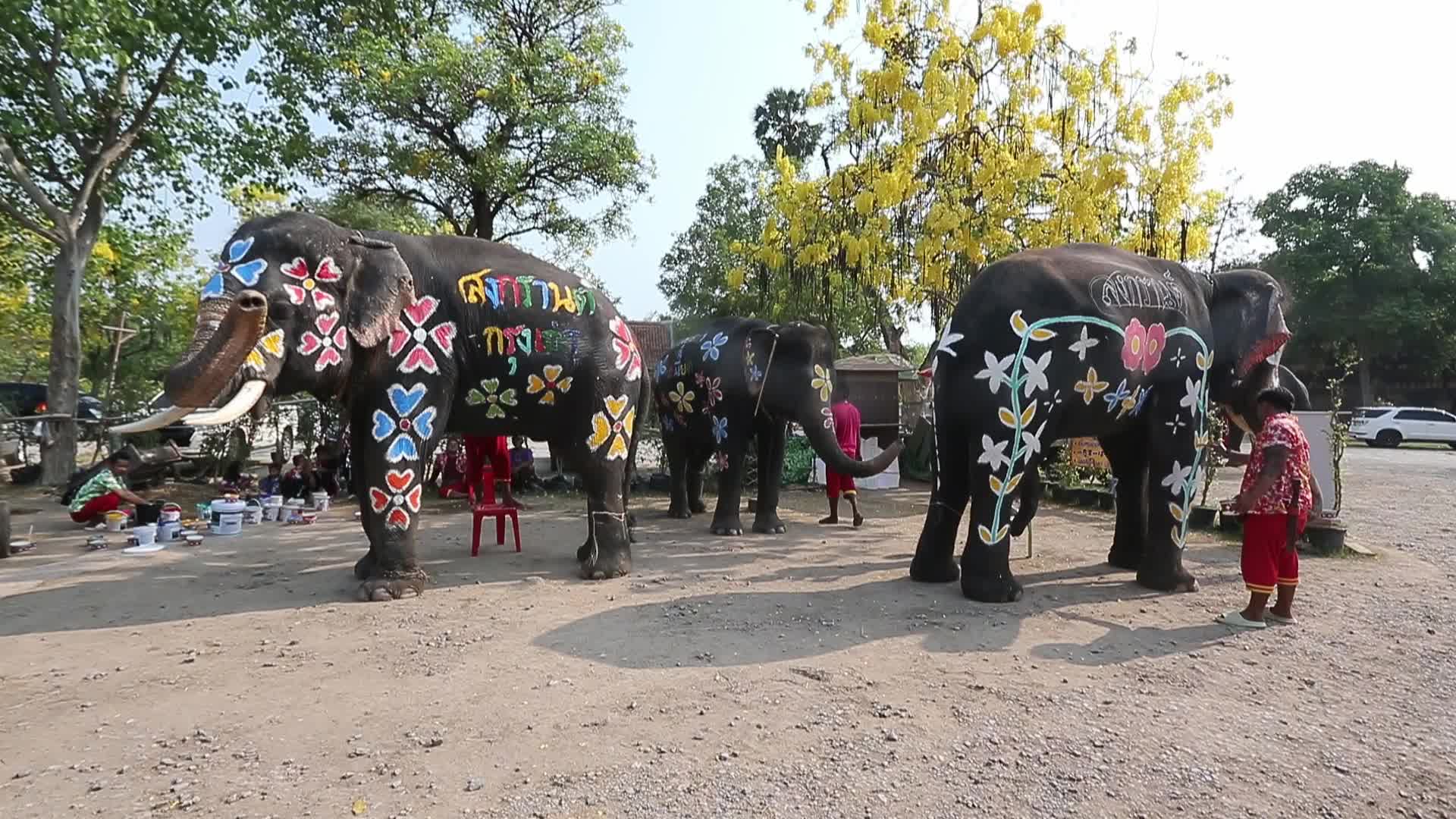 Elephants play at Thai Songkran Water Festival