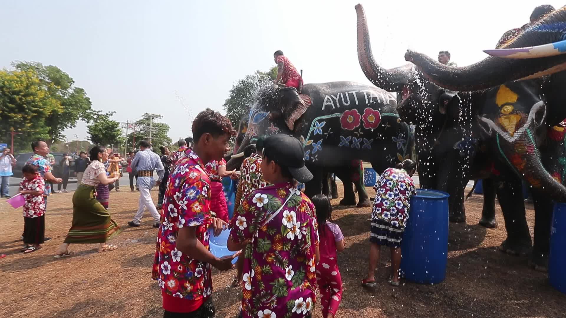 Elephants play at Thai Songkran Water Festival