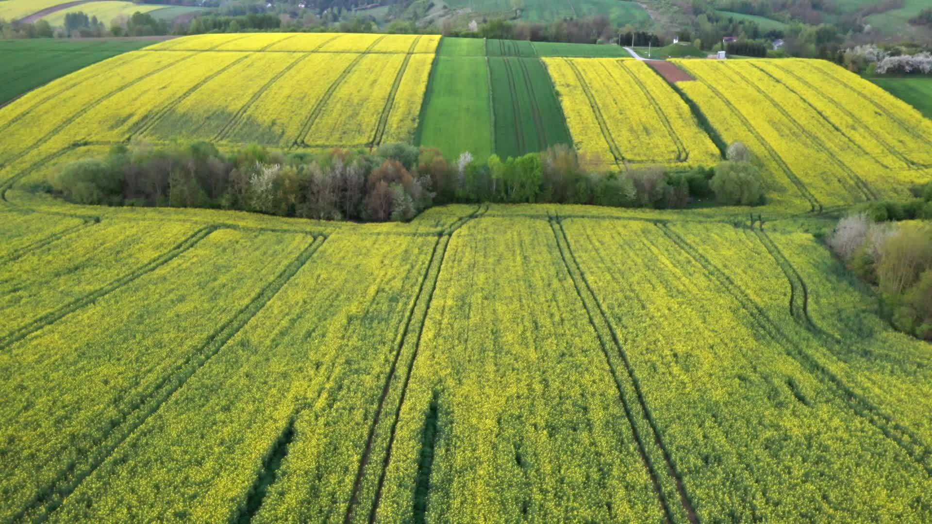 Rapeseed fields bloom a month too early in Poland