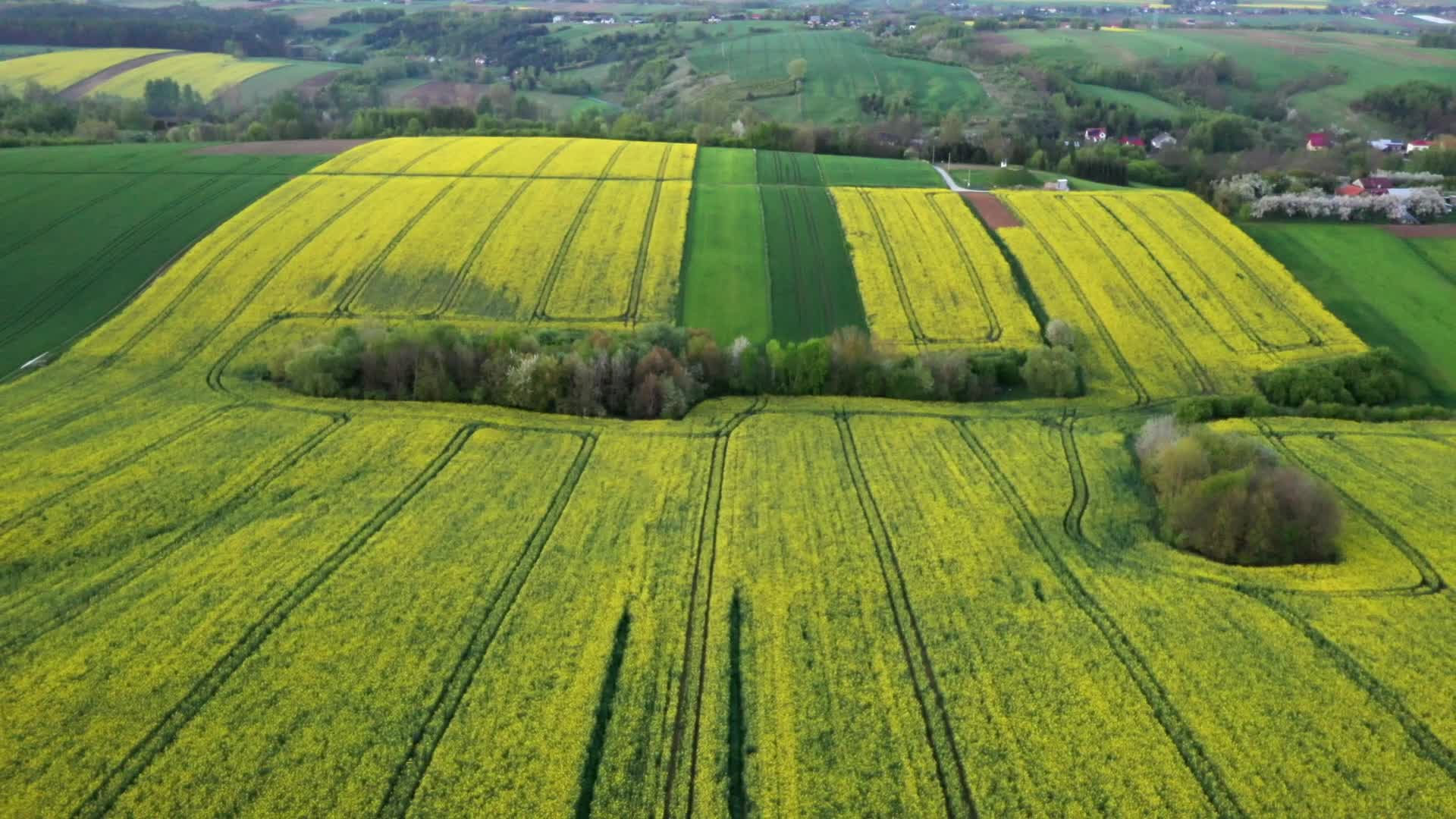 Rapeseed fields bloom a month too early in Poland
