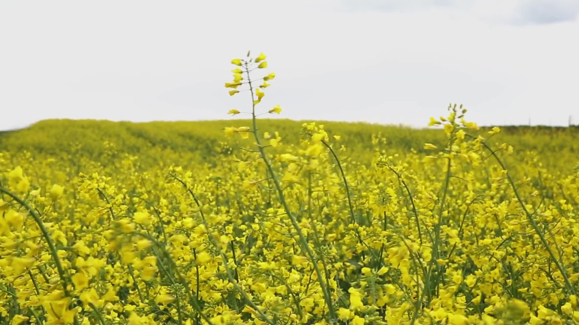 Rapeseed fields bloom a month too early in Poland