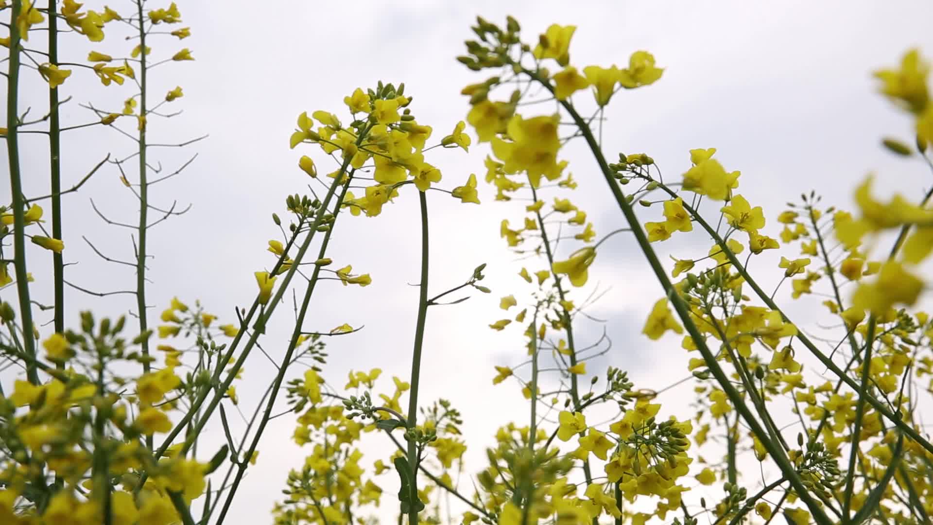 Rapeseed fields bloom a month too early in Poland