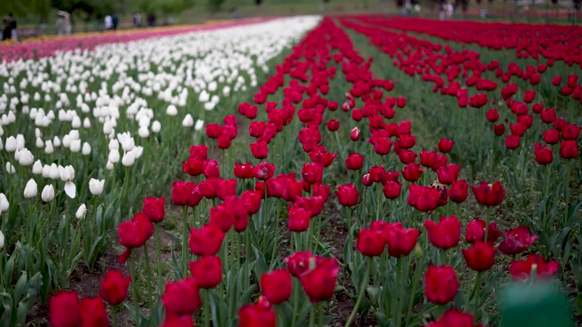Tulip Garden in Kashmir