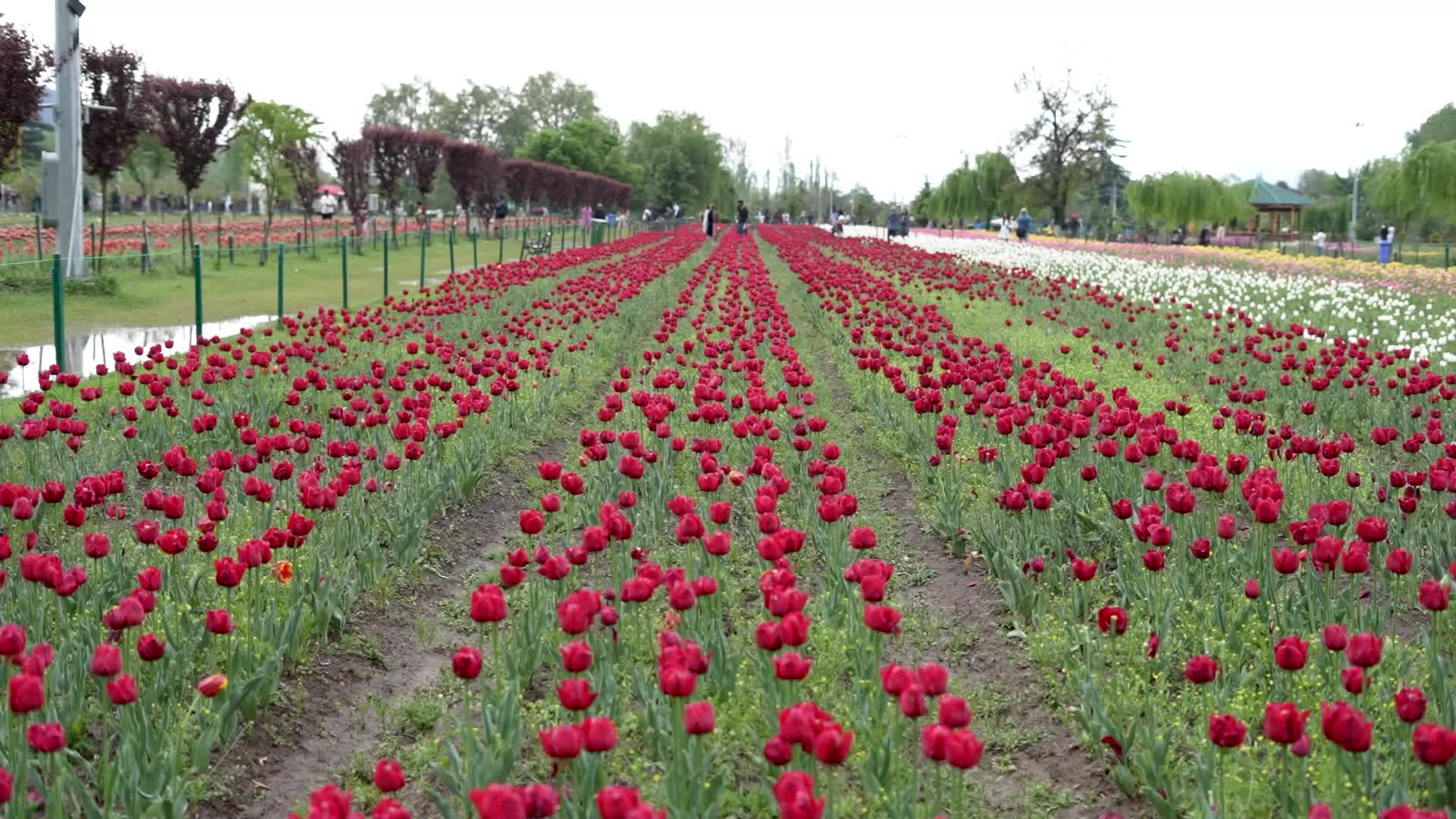 Tulip Garden in Kashmir