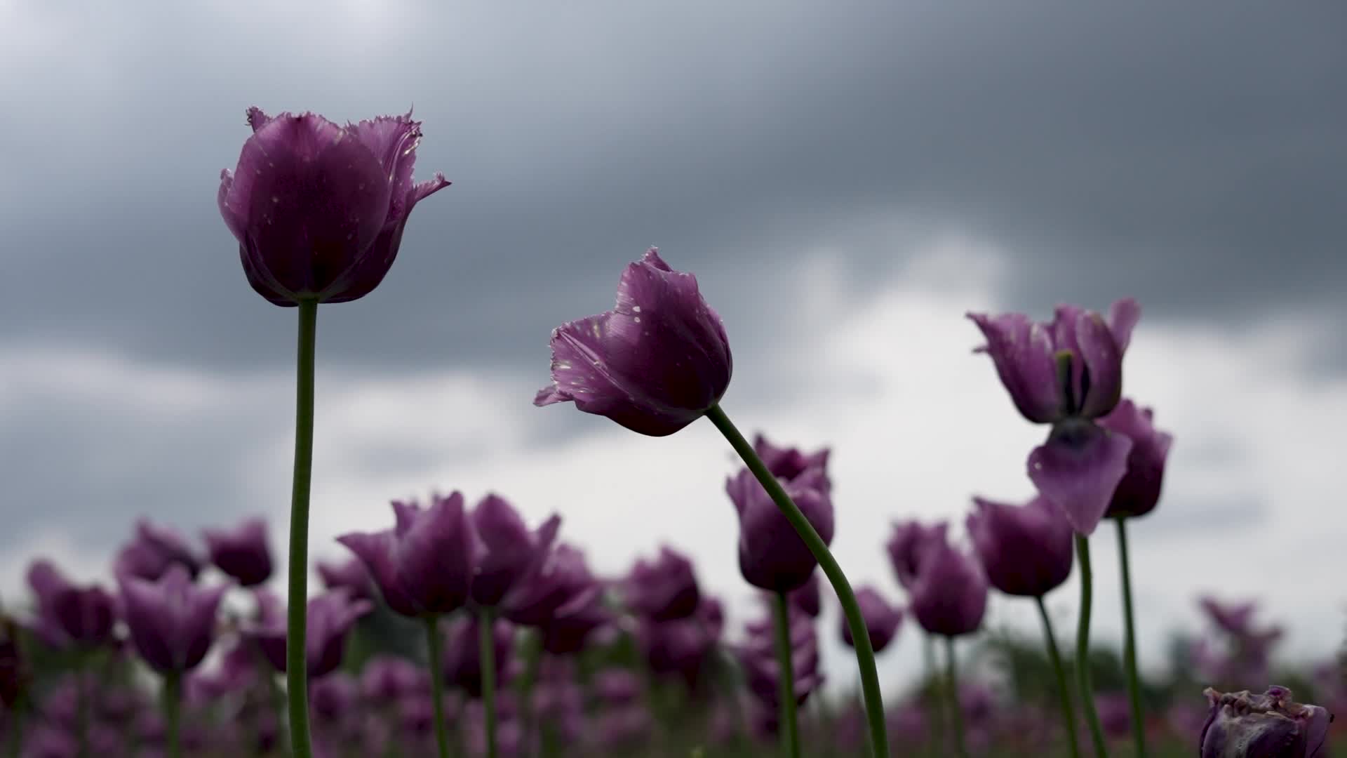 Tulip Garden in Kashmir