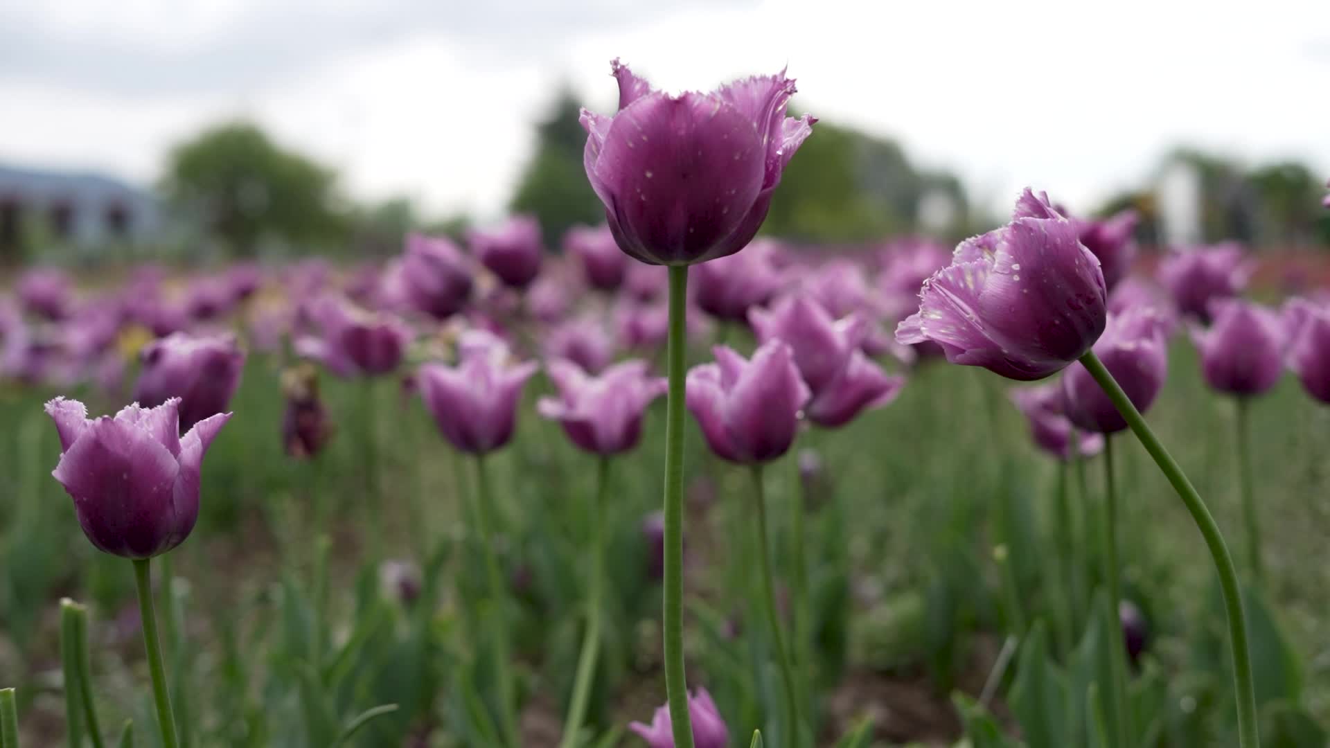 Tulip Garden in Kashmir