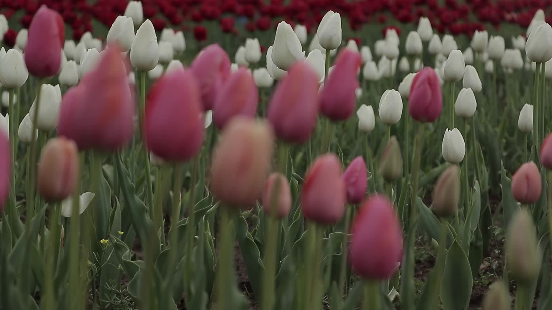 Tulip Garden in Kashmir Adorned in Raindrops