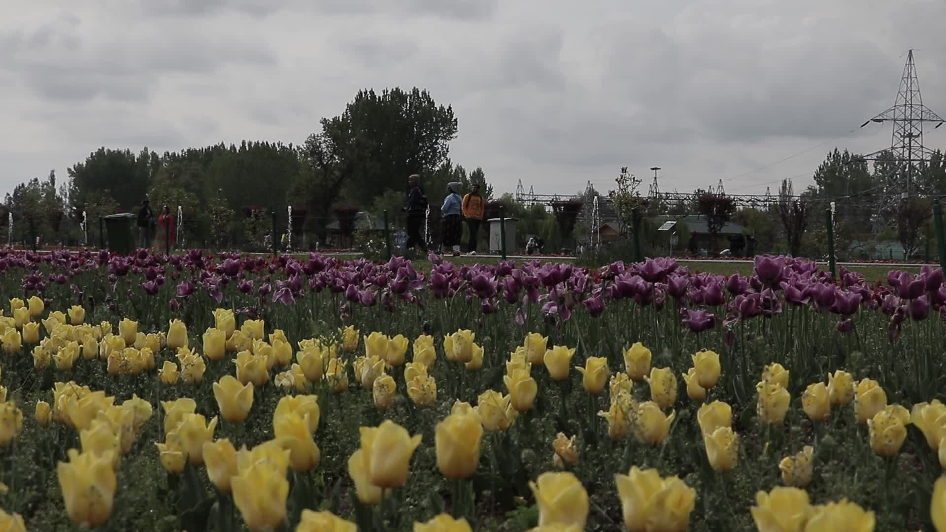 Tulip Garden in Kashmir Adorned in Raindrops