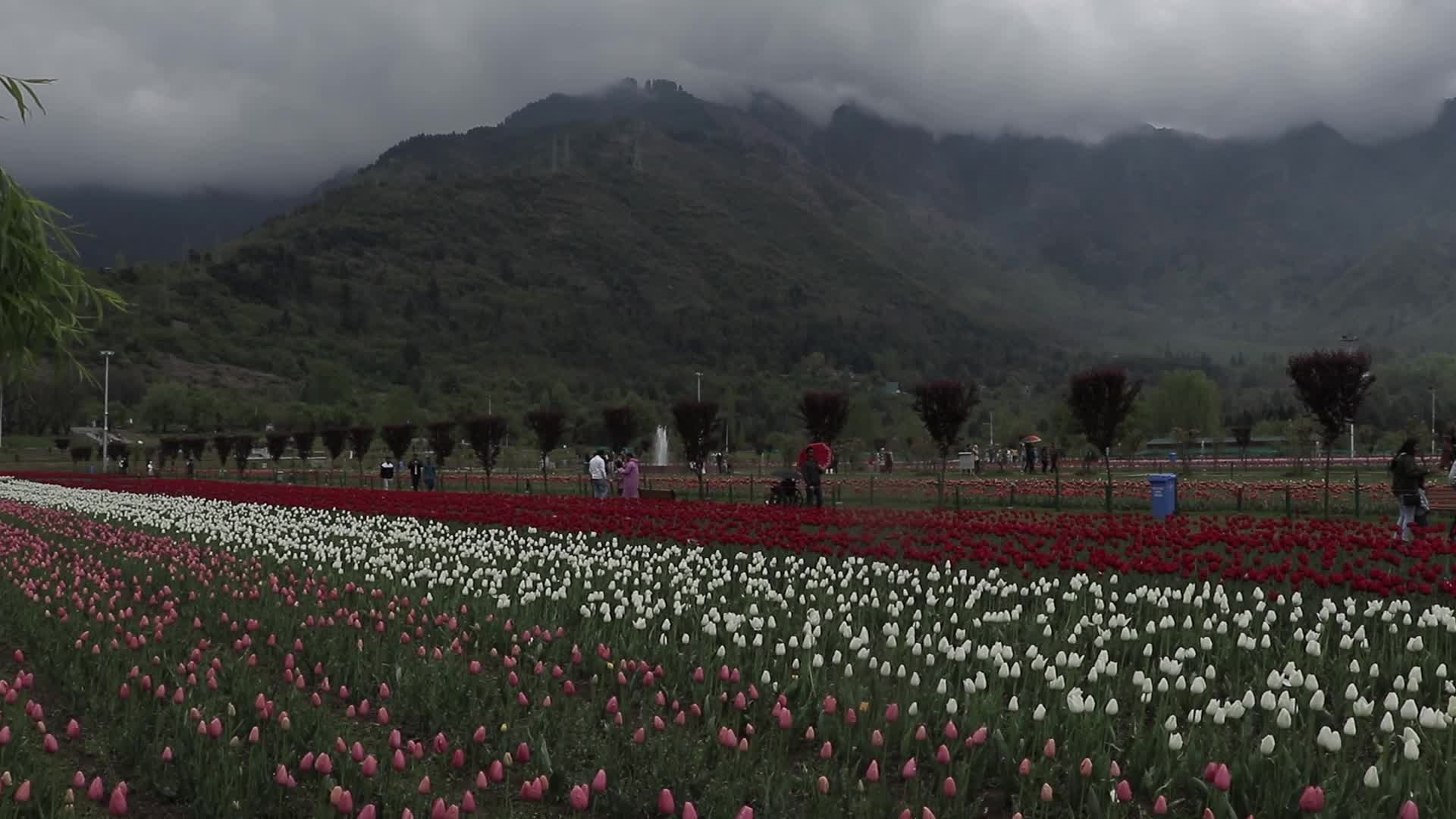 Tulip Garden in Kashmir Adorned in Raindrops