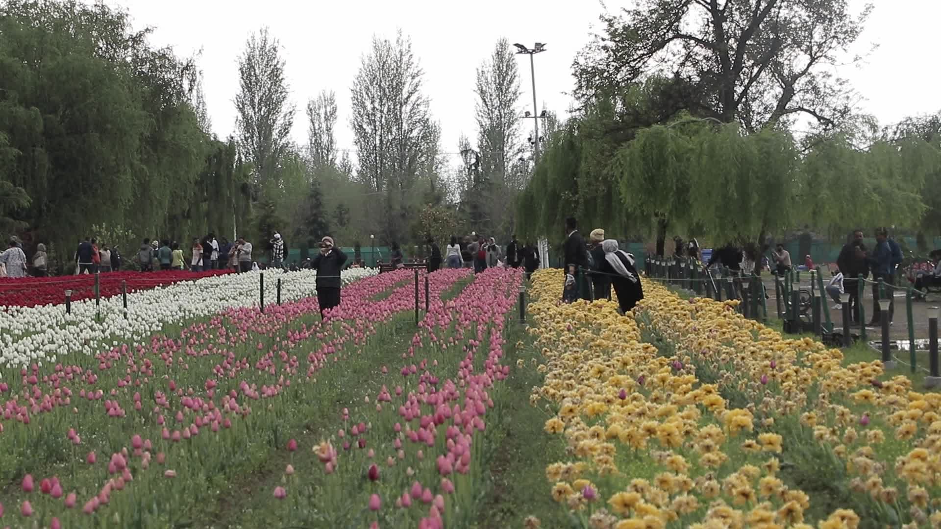 Tulip Garden in Kashmir Adorned in Raindrops