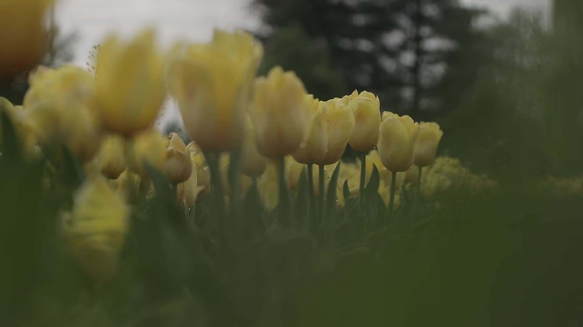 Tulip Garden in Kashmir Adorned in Raindrops