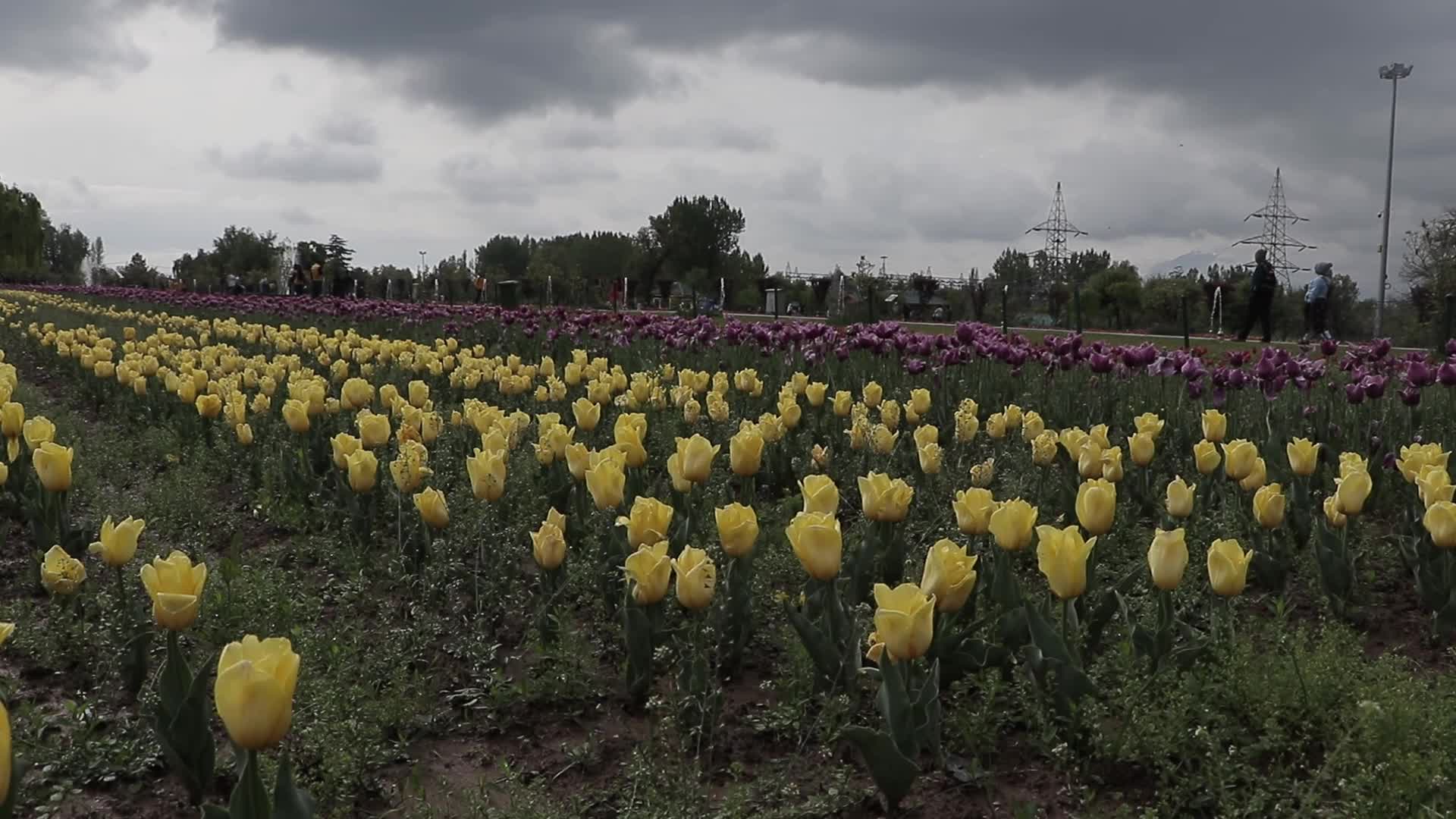 Tulip Garden in Kashmir Adorned in Raindrops