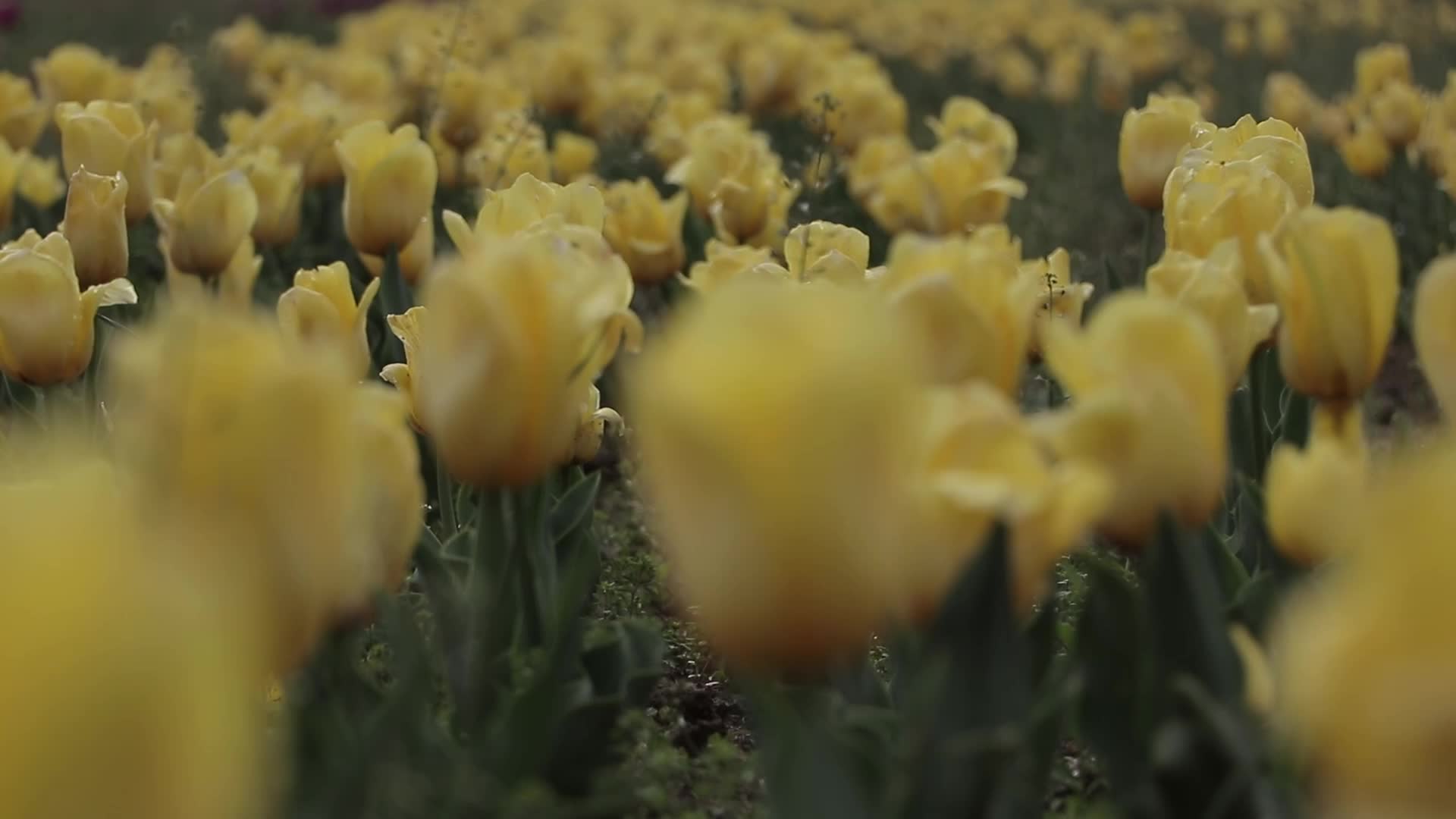 Tulip Garden in Kashmir Adorned in Raindrops