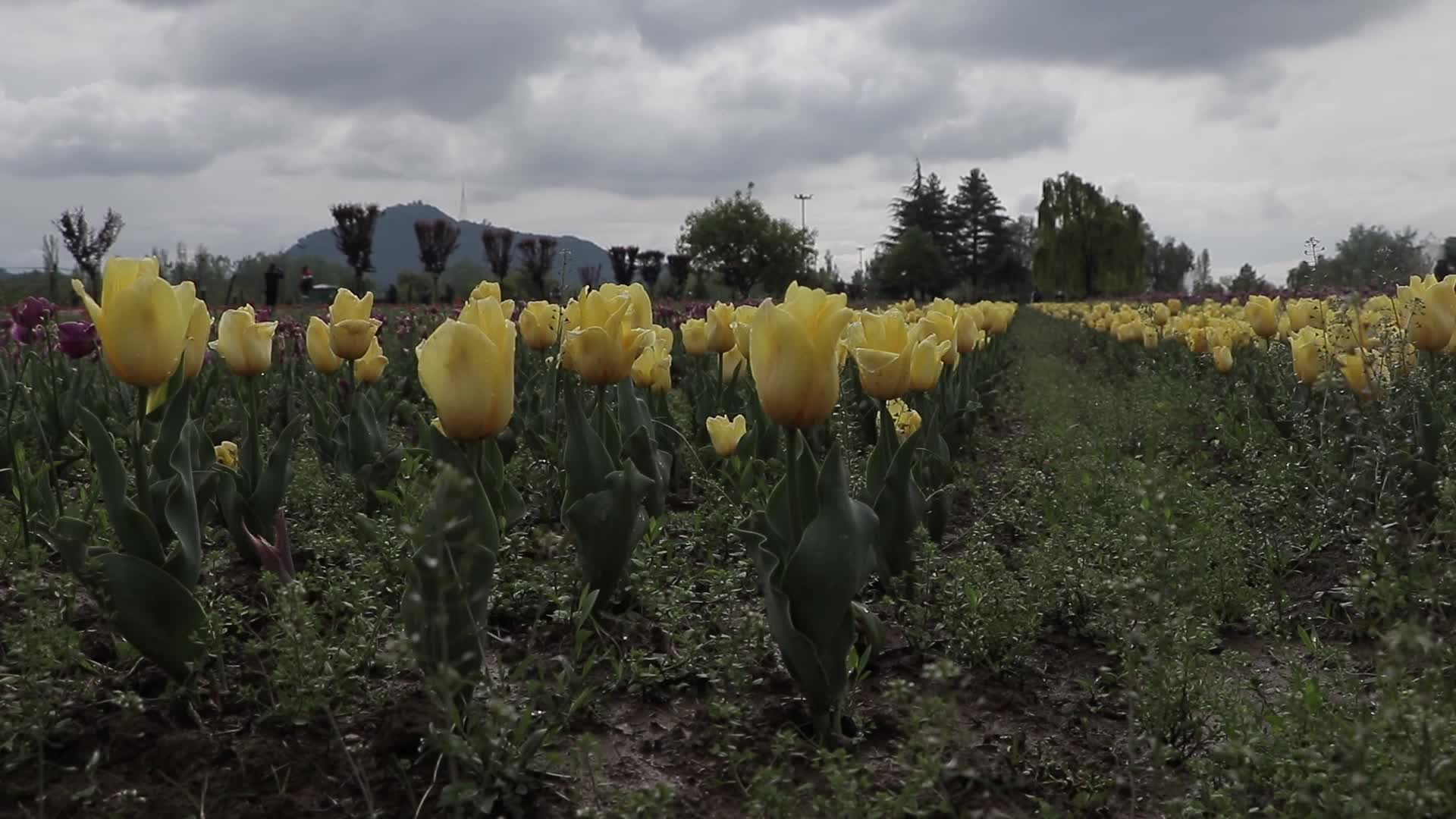 Tulip Garden in Kashmir Adorned in Raindrops