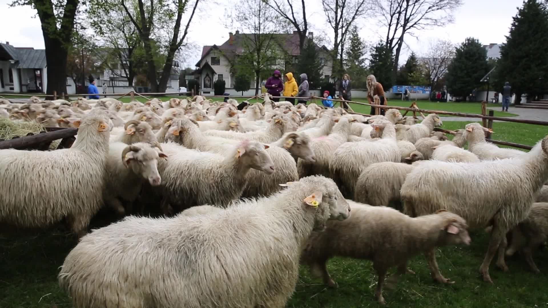 Highlanders celebrate an opening of sheep grazing season in Poland