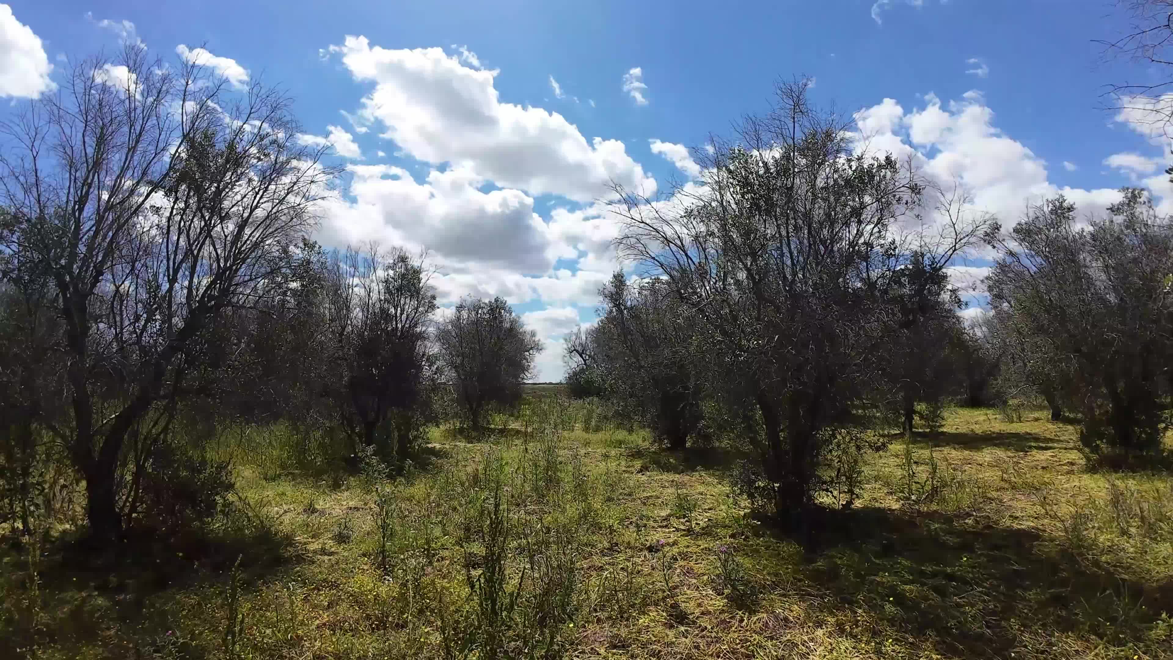 FPV Drone Amid Olive Trees