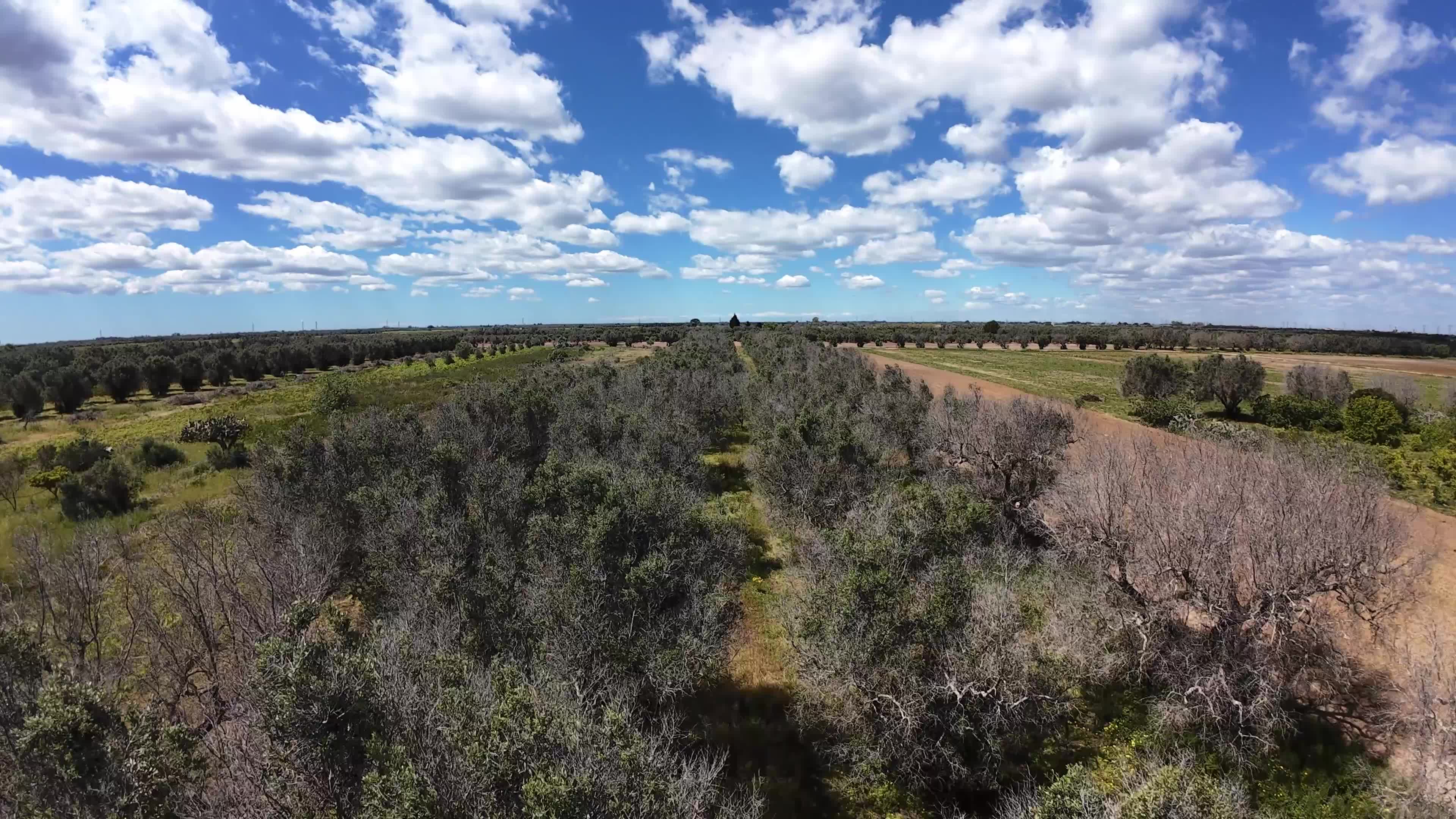 FPV Drone Amid Olive Trees