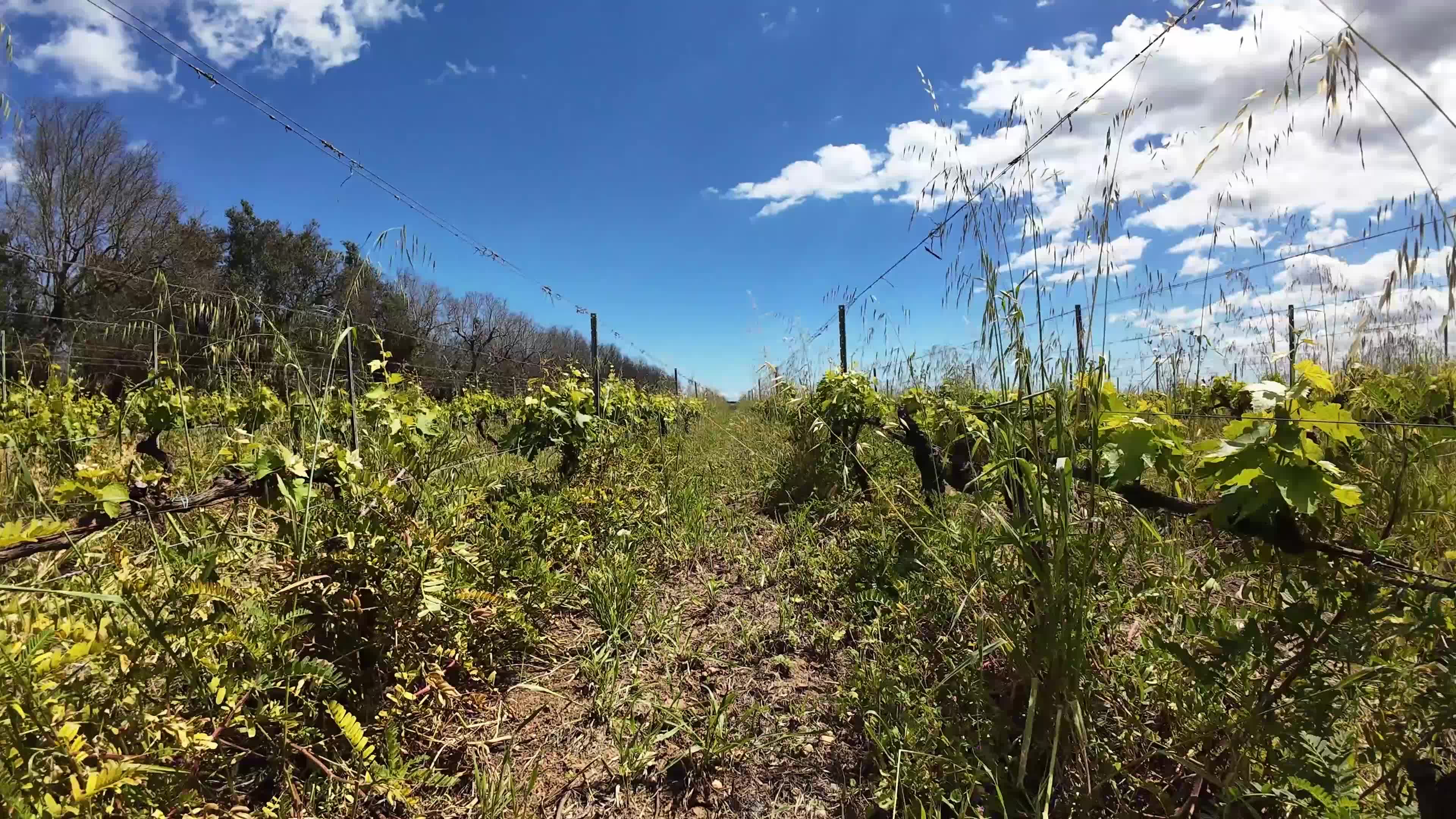 FPV Drone Amid Vineyeard