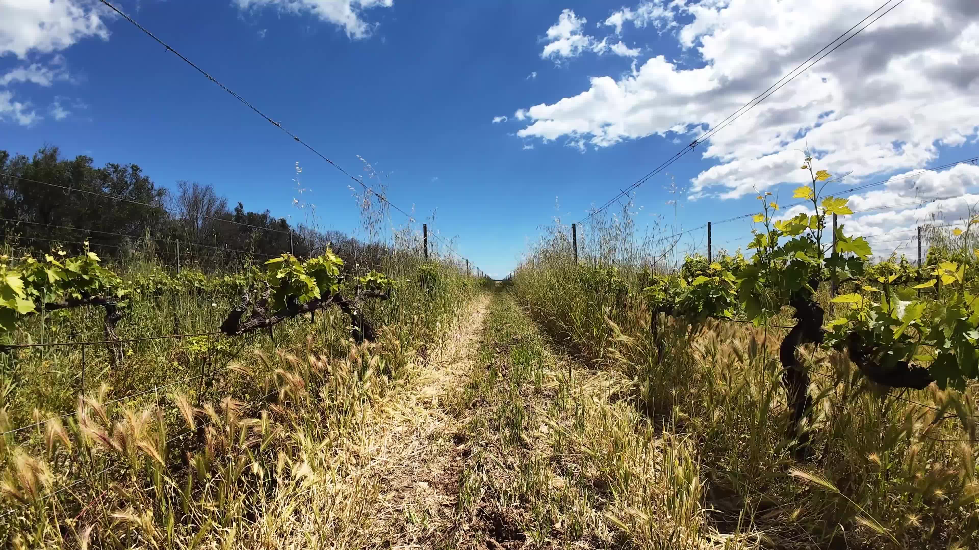 FPV Drone Amid Vineyeard