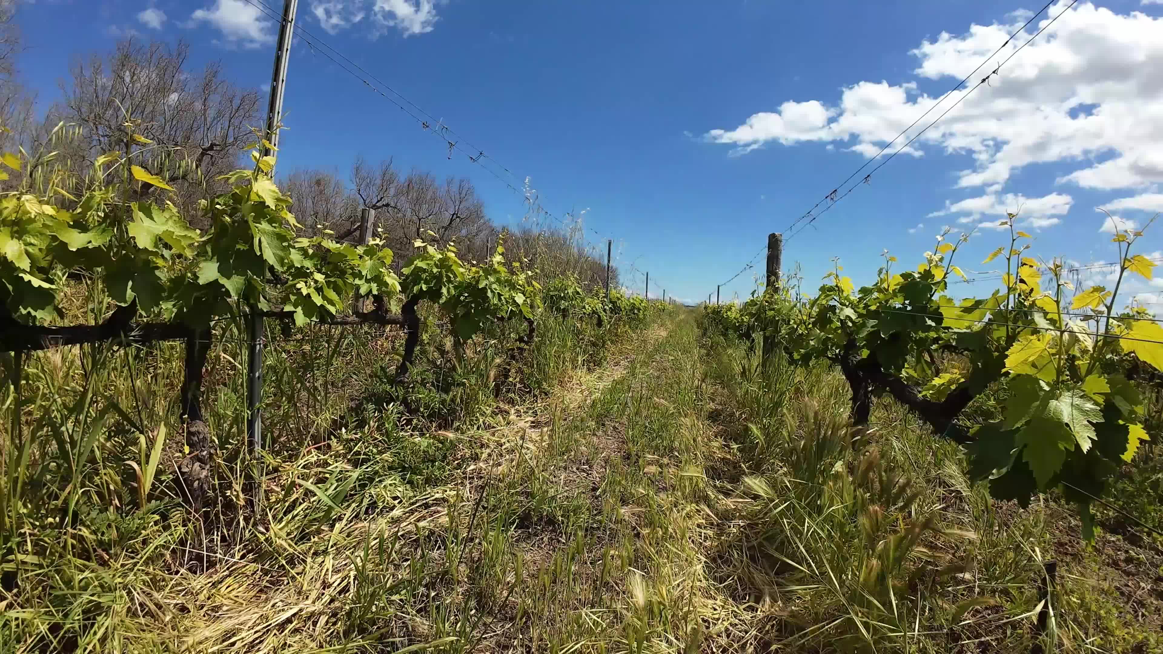 FPV Drone Amid Vineyeard
