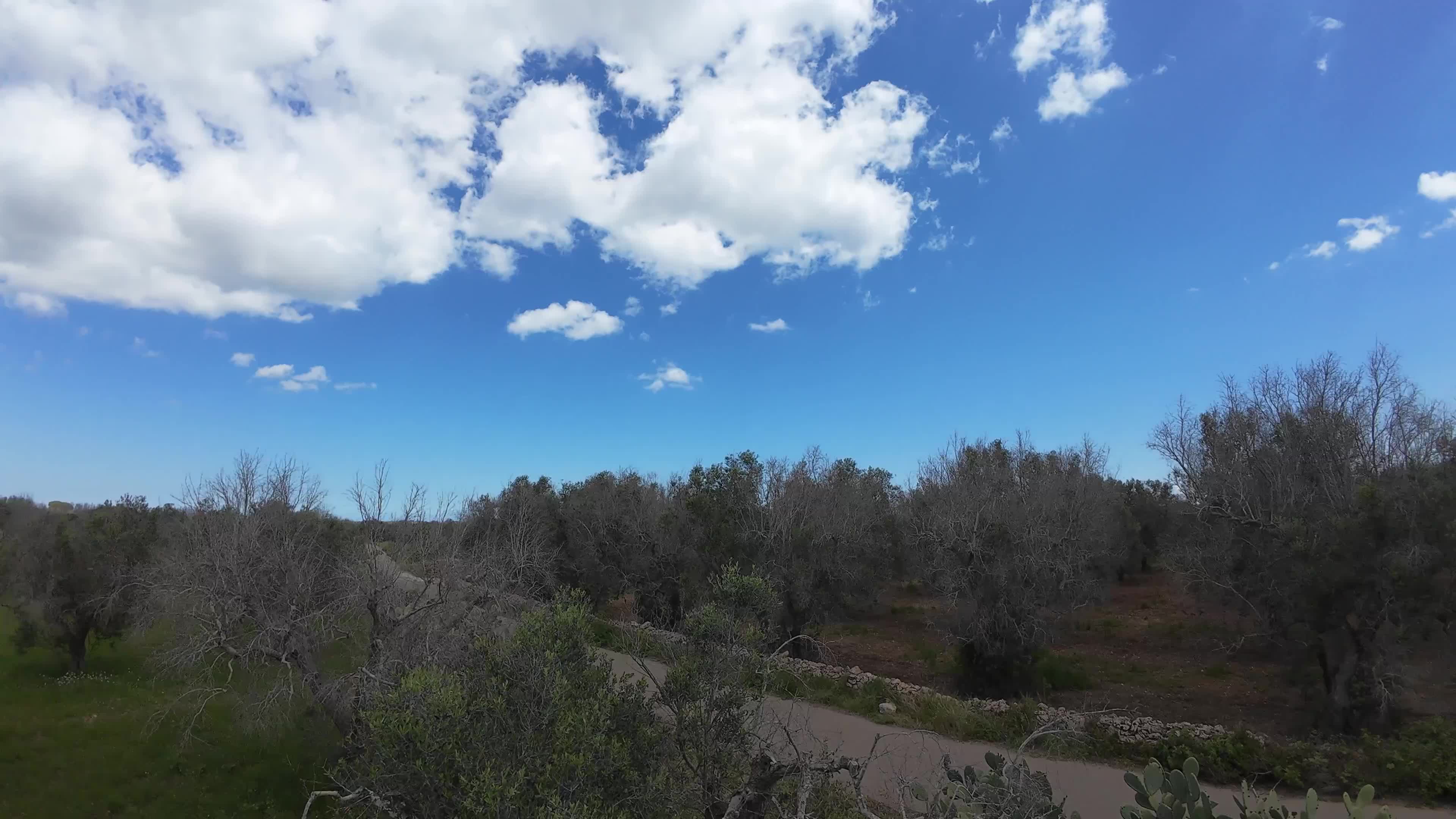 FPV Drone Amid Olive Trees