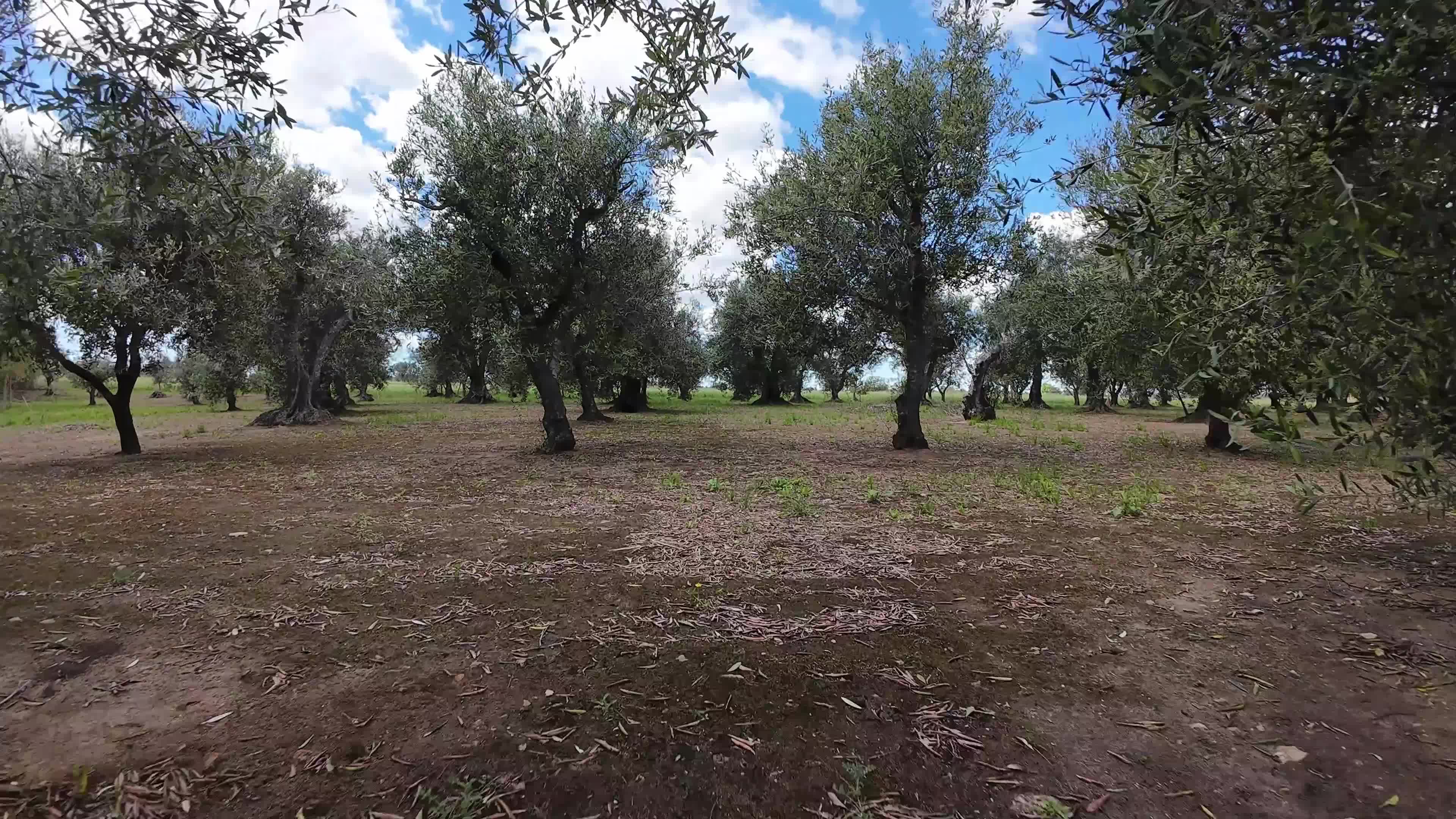 FPV Drone Amid Olive Trees