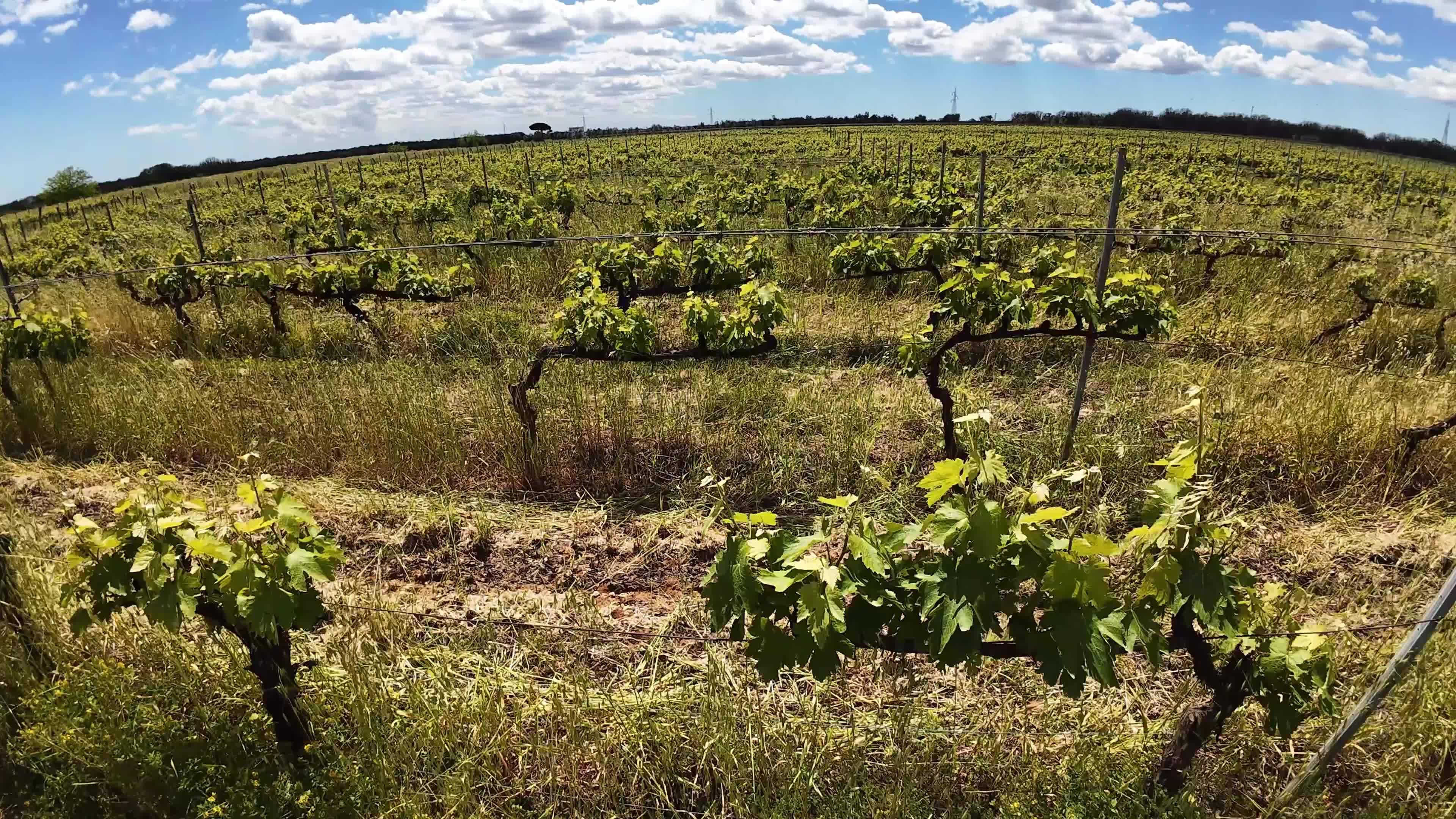 FPV Drone Amid Vineyeard