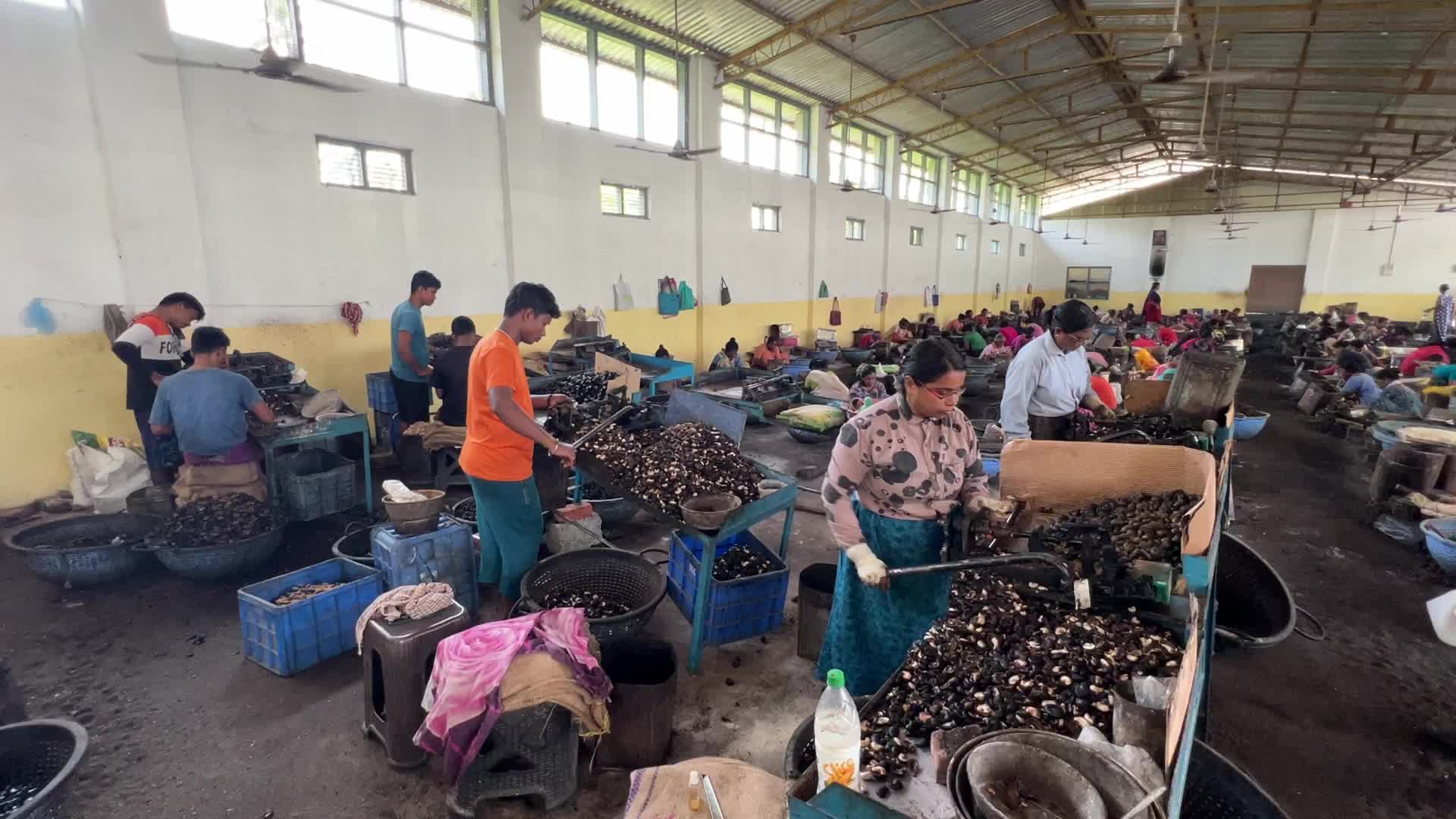 Cashew nut factory in Kerala