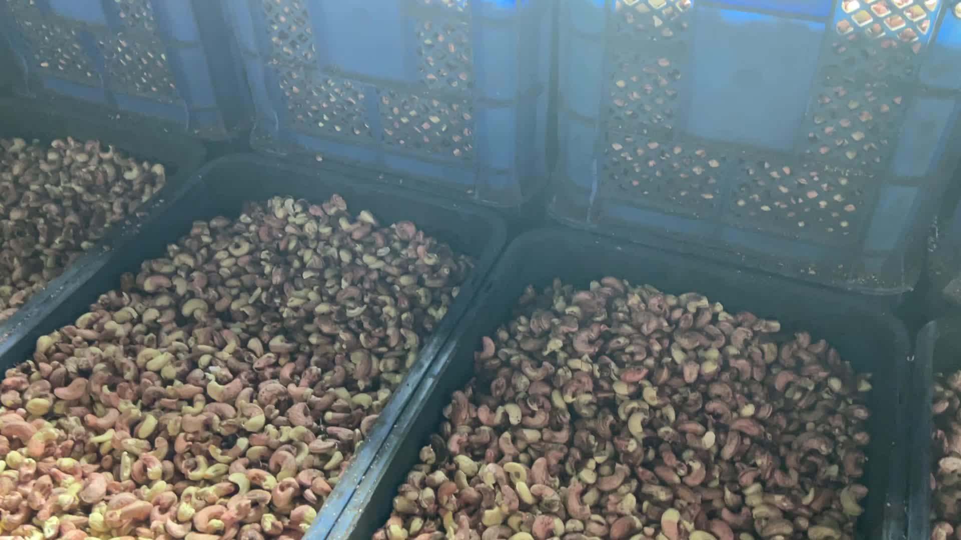 Cashew nut factory in Kerala