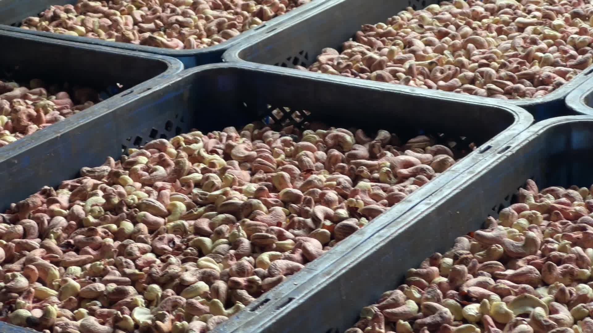 Cashew nut factory in Kerala