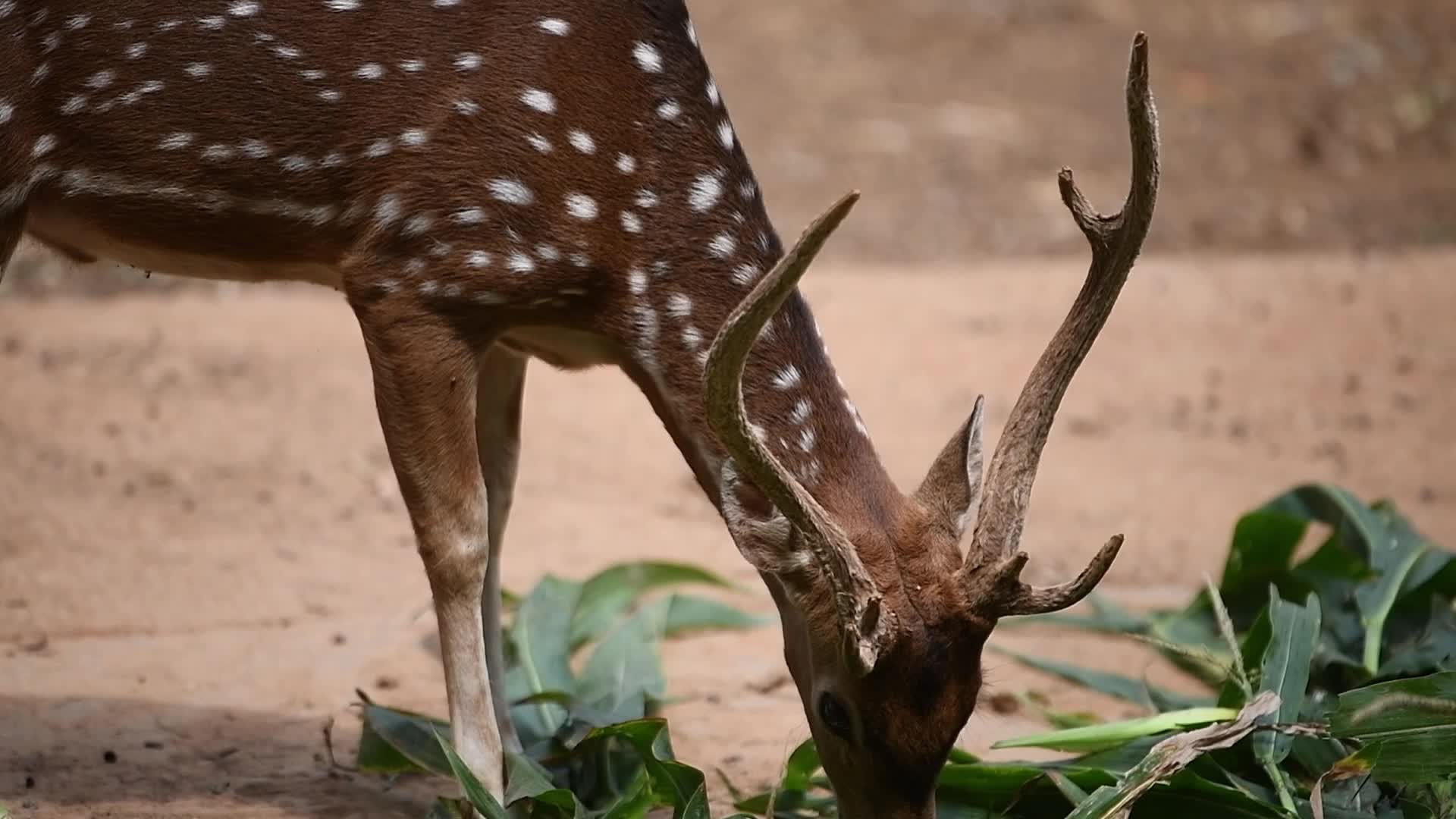 Weahter in Dhaka