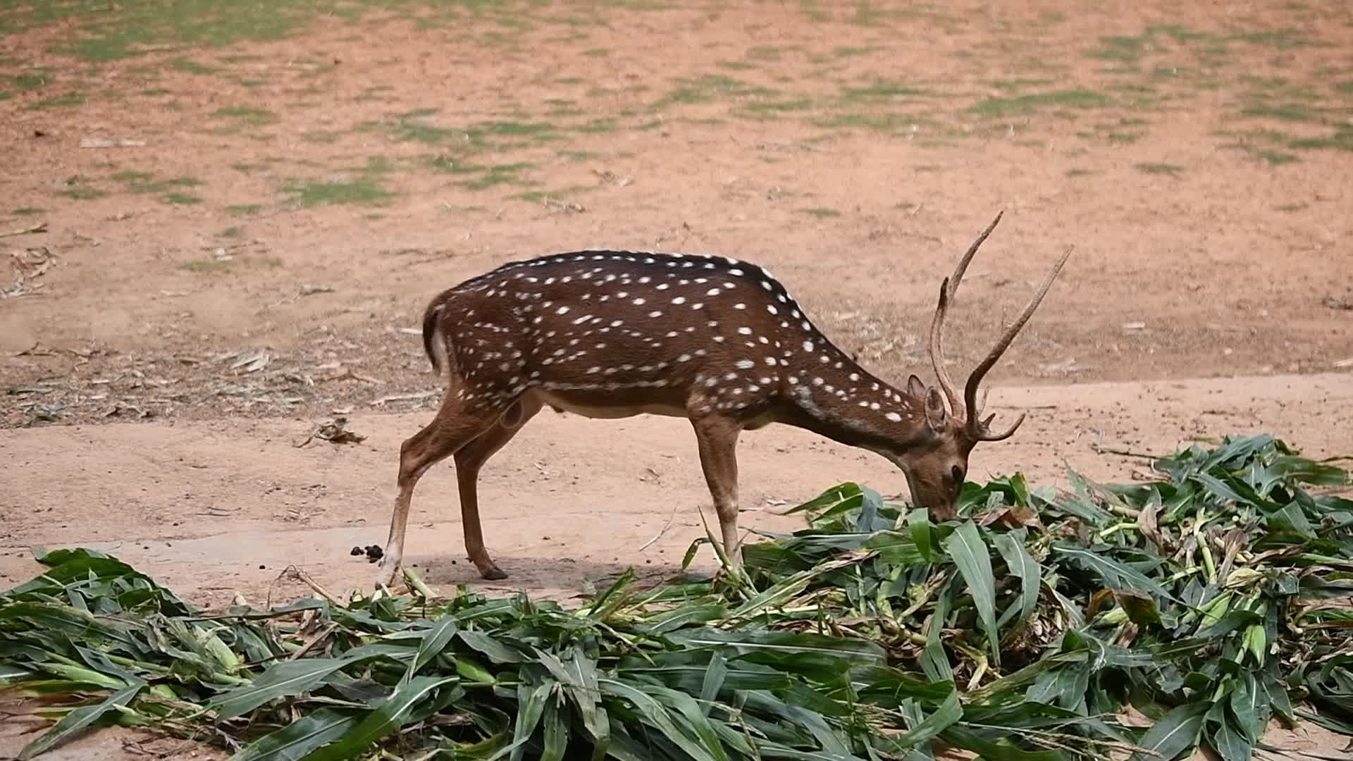 Weahter in Dhaka