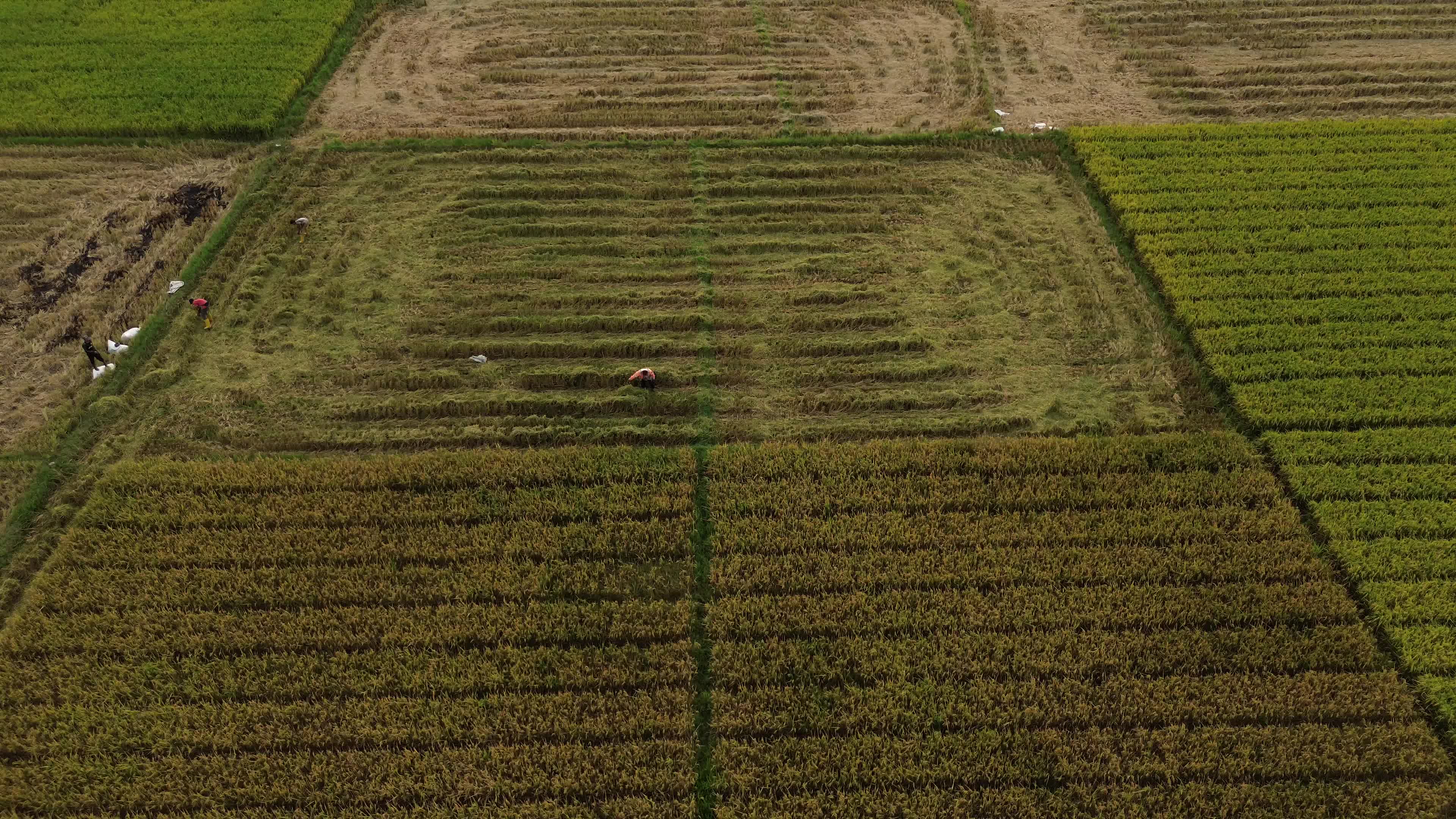 Farmers Harvest Rice in Aceh