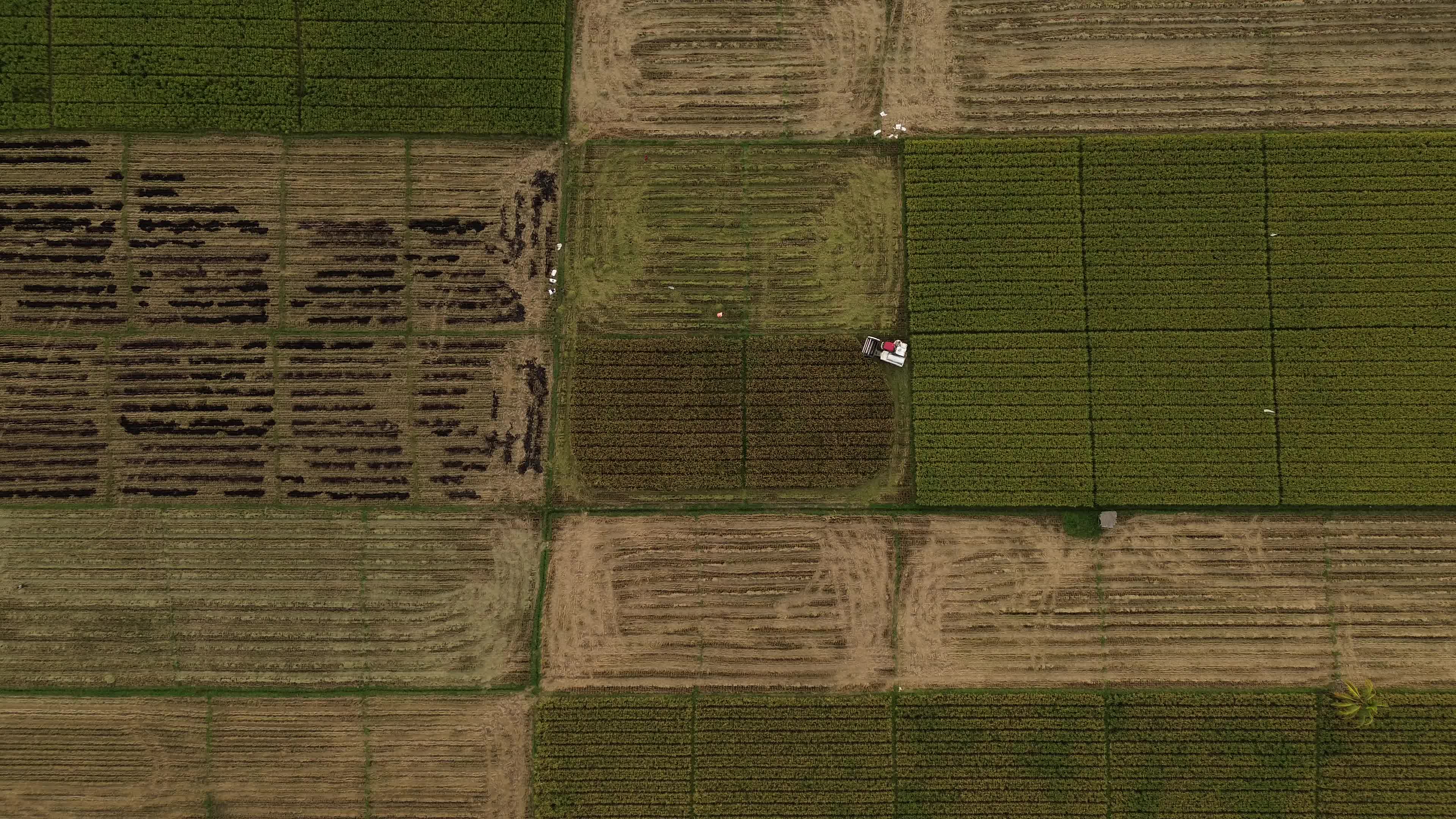 Farmers Harvest Rice in Aceh