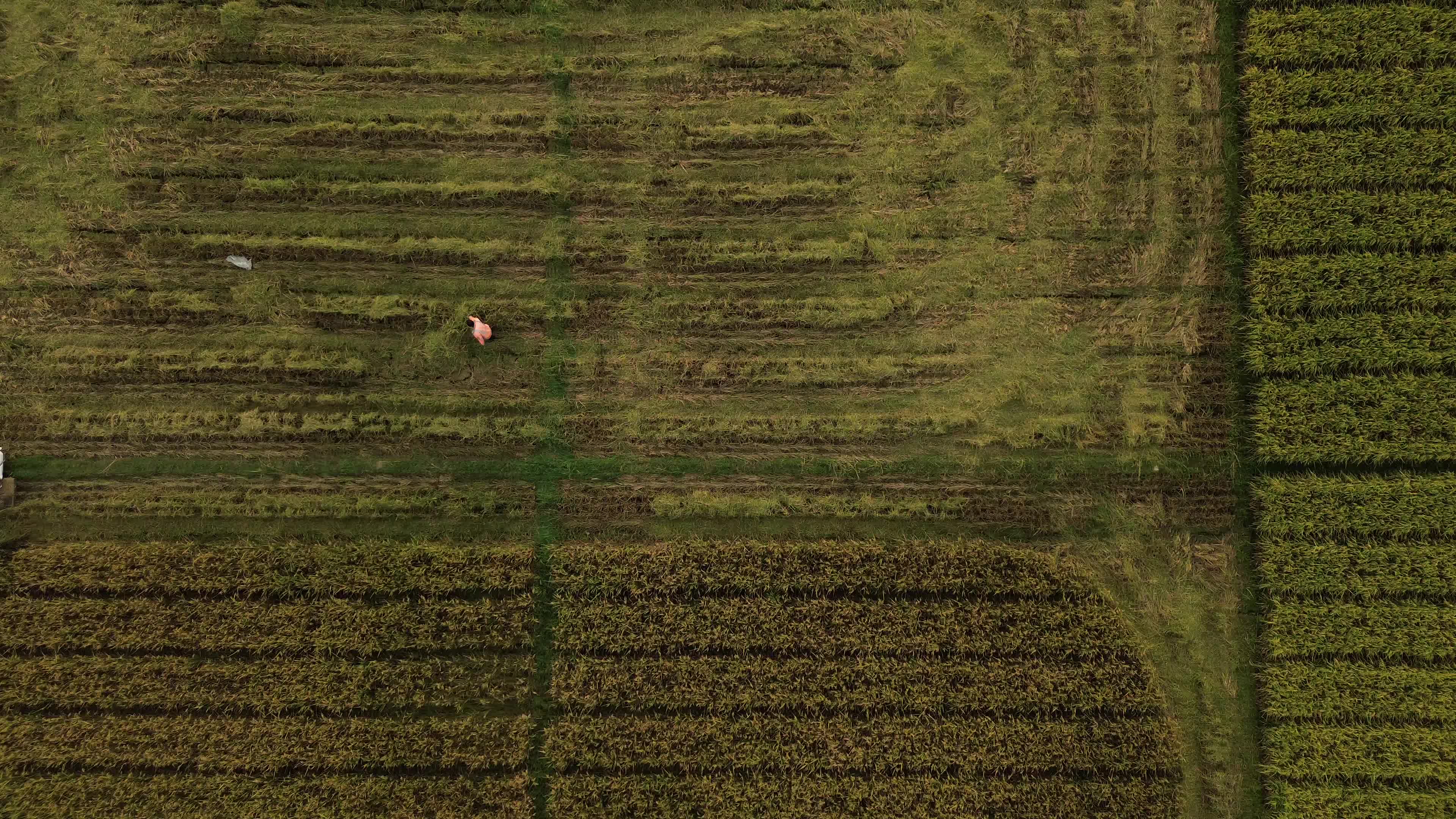 Farmers Harvest Rice in Aceh