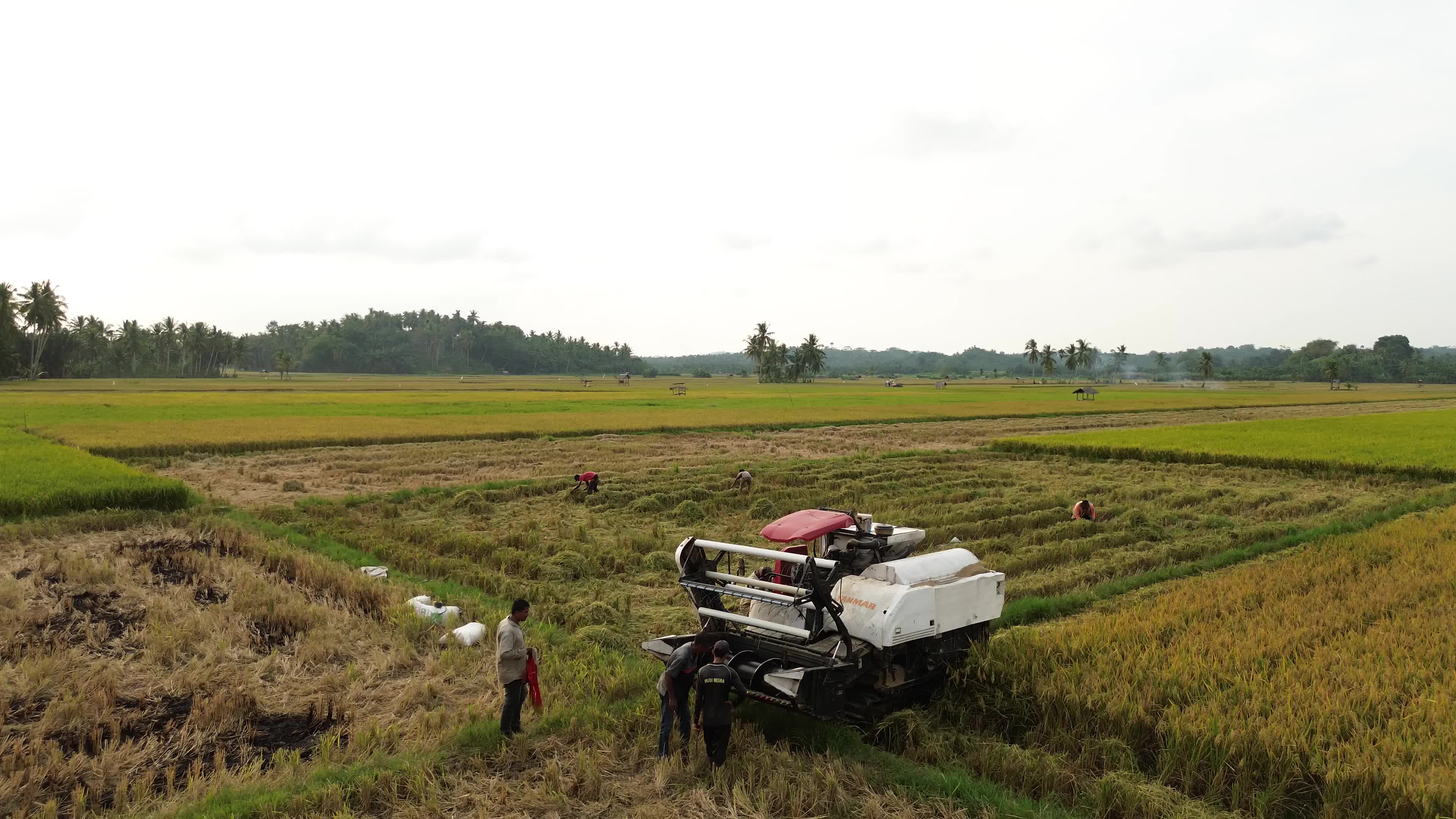 Farmers Harvest Rice in Aceh