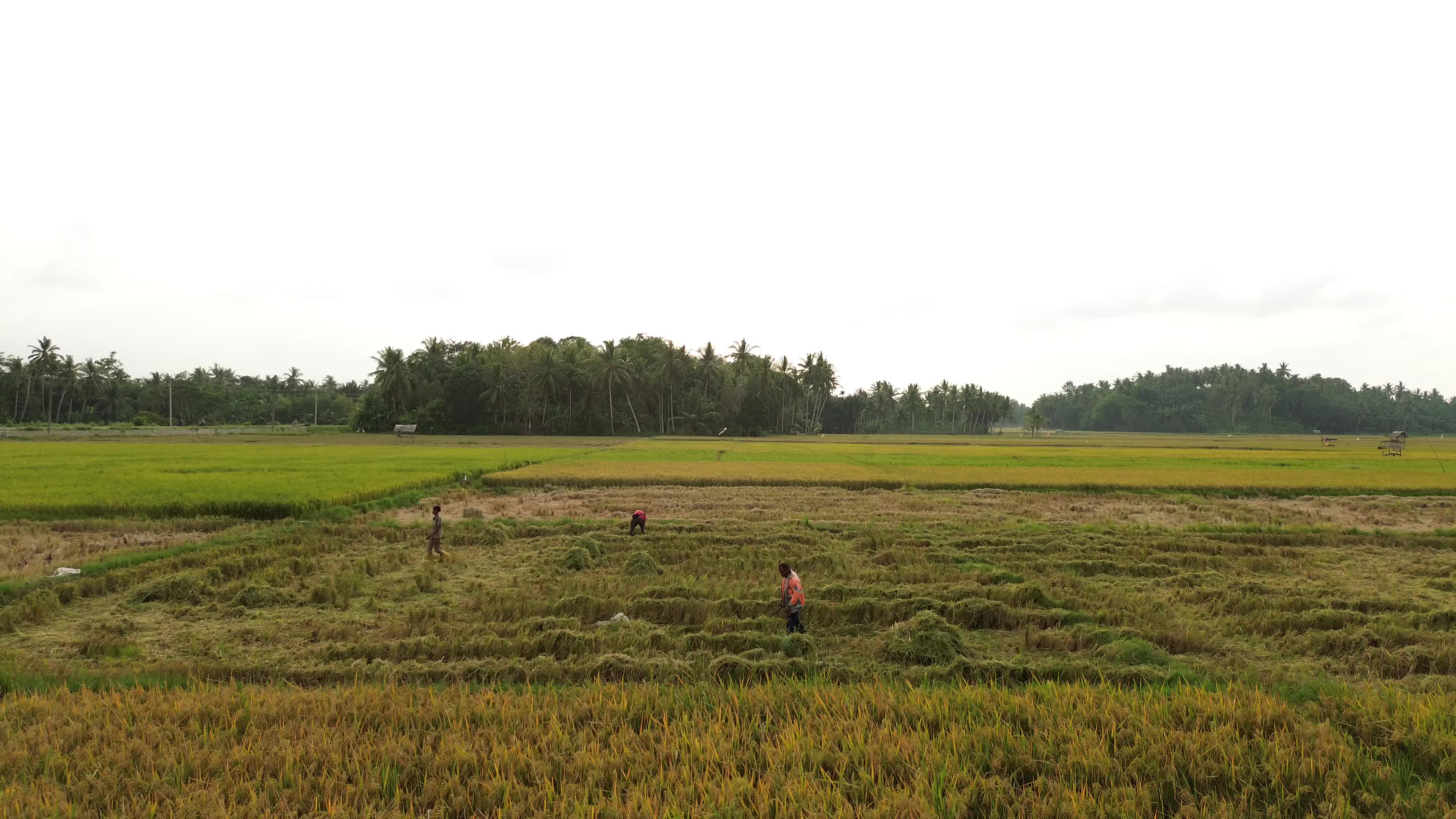 Farmers Harvest Rice in Aceh
