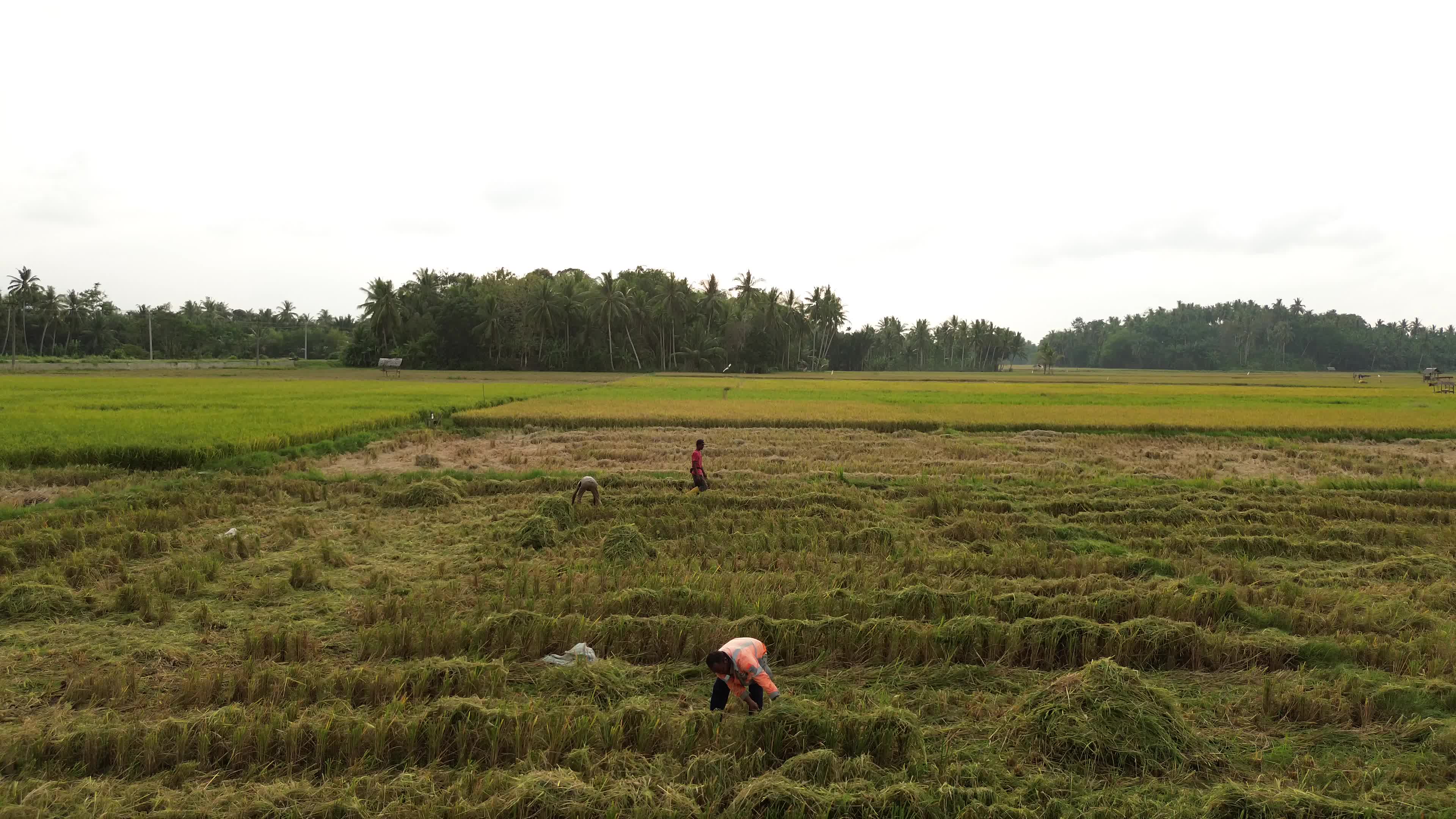 Farmers Harvest Rice in Aceh