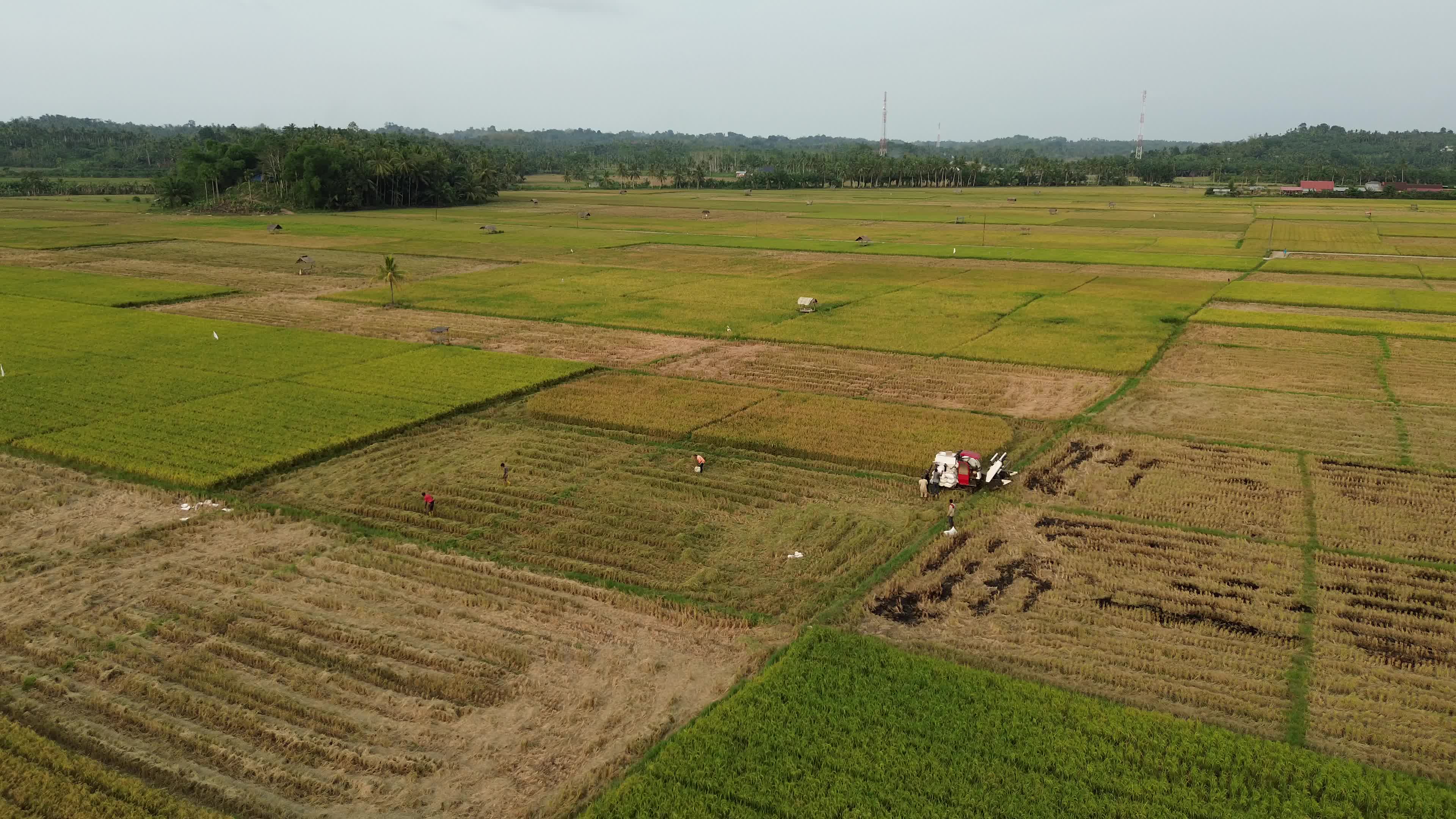 Farmers Harvest Rice in Aceh