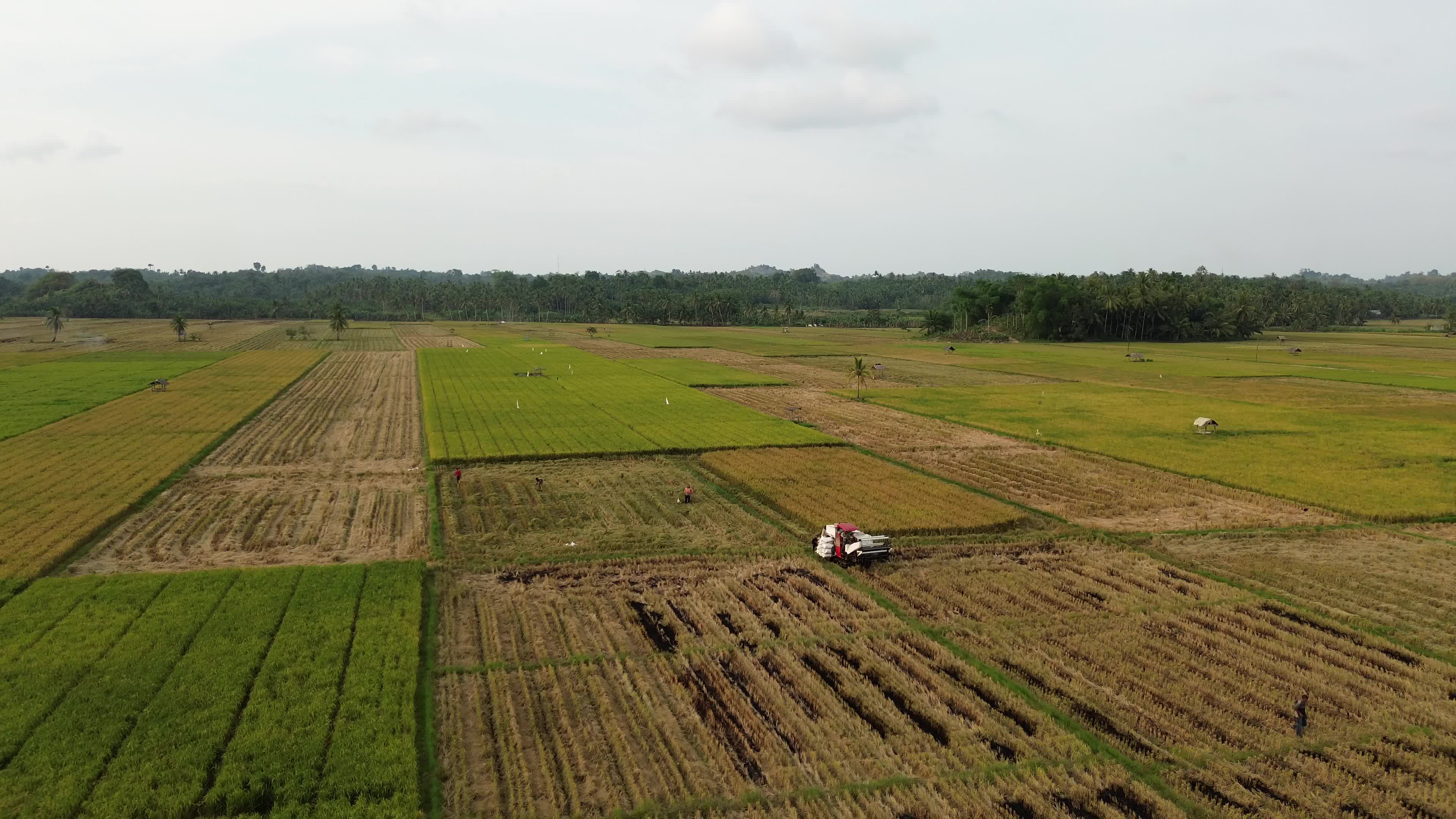 Farmers Harvest Rice in Aceh