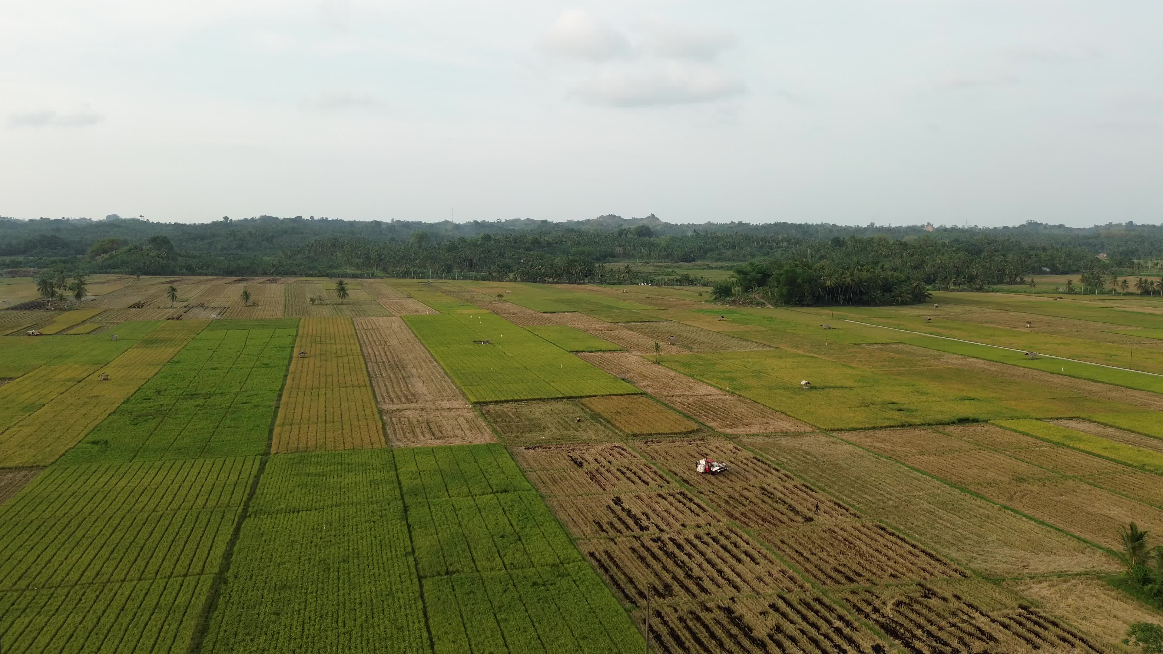 Farmers Harvest Rice in Aceh