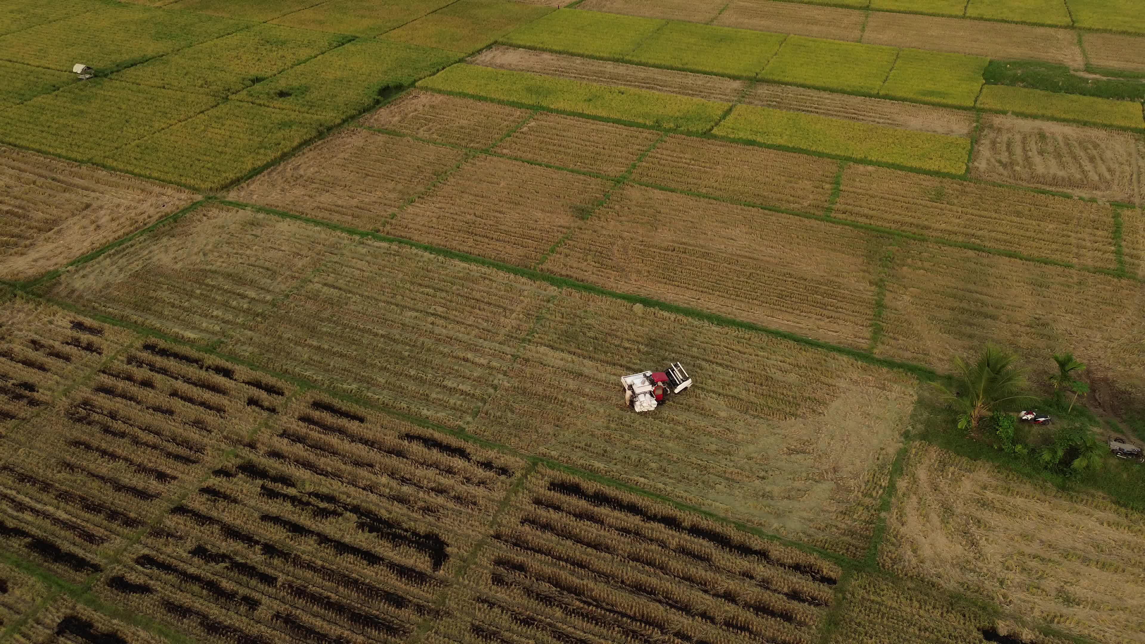 Farmers Harvest Rice in Aceh