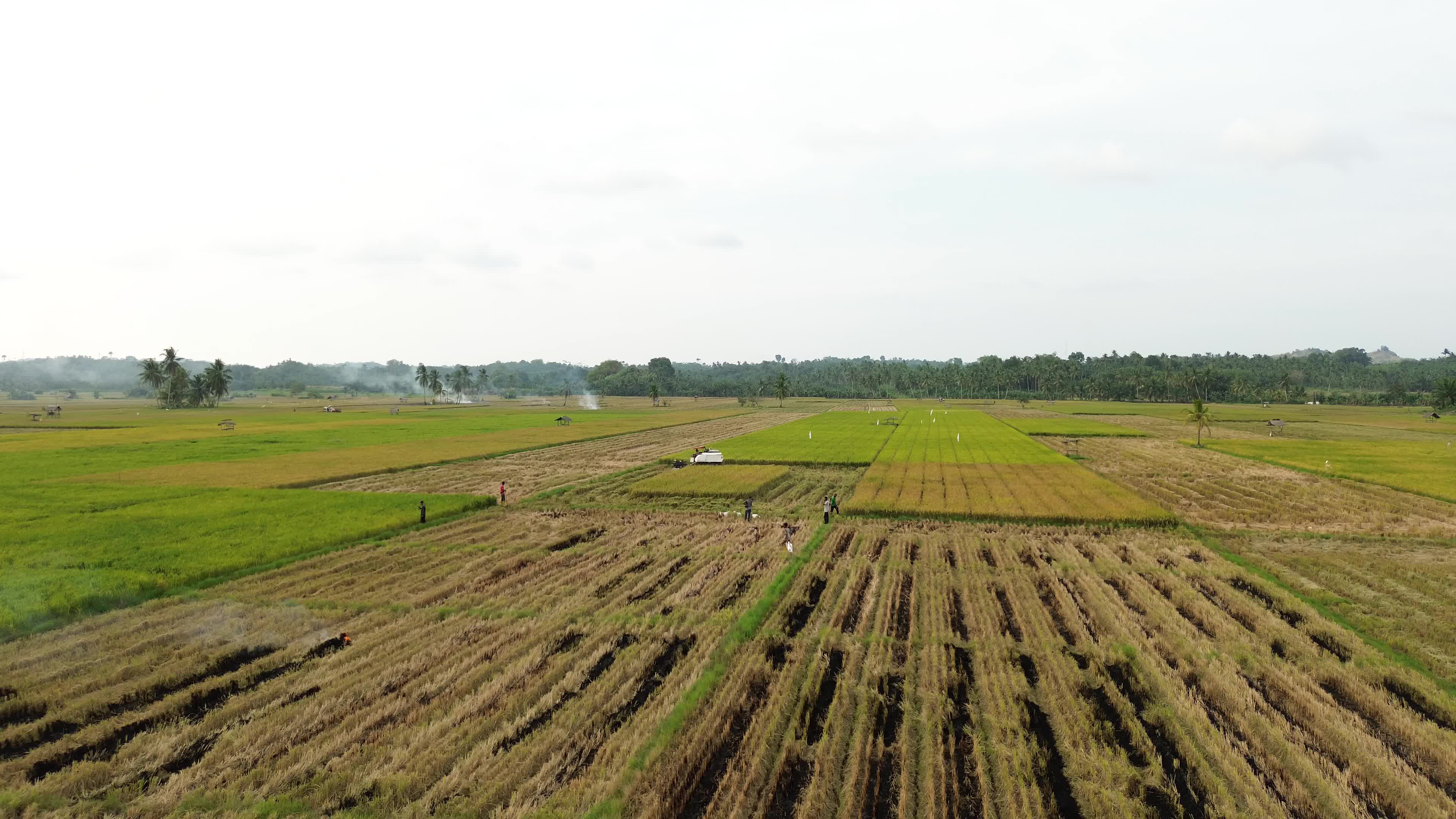 Farmers Harvest Rice in Aceh