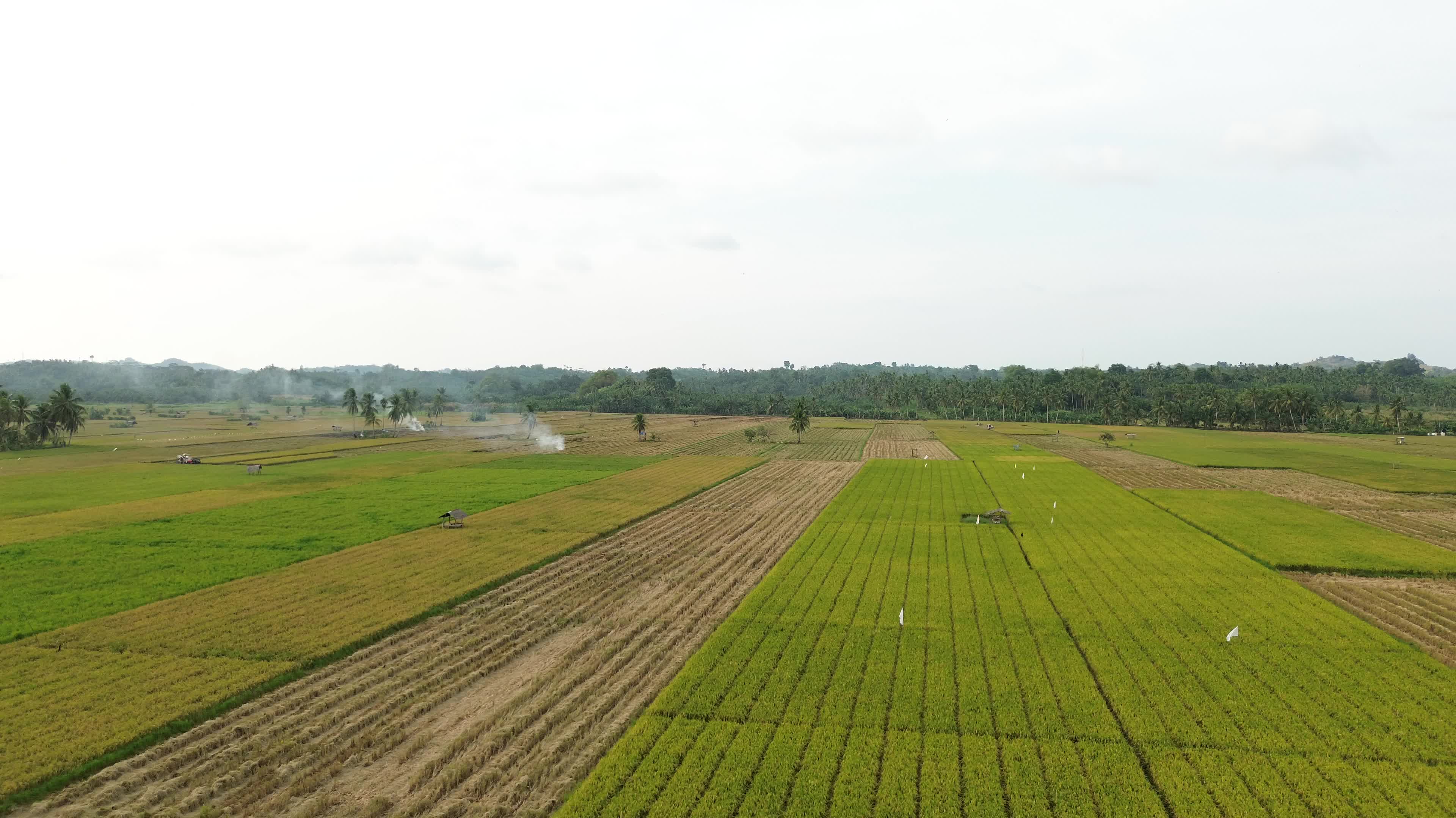 Farmers Harvest Rice in Aceh