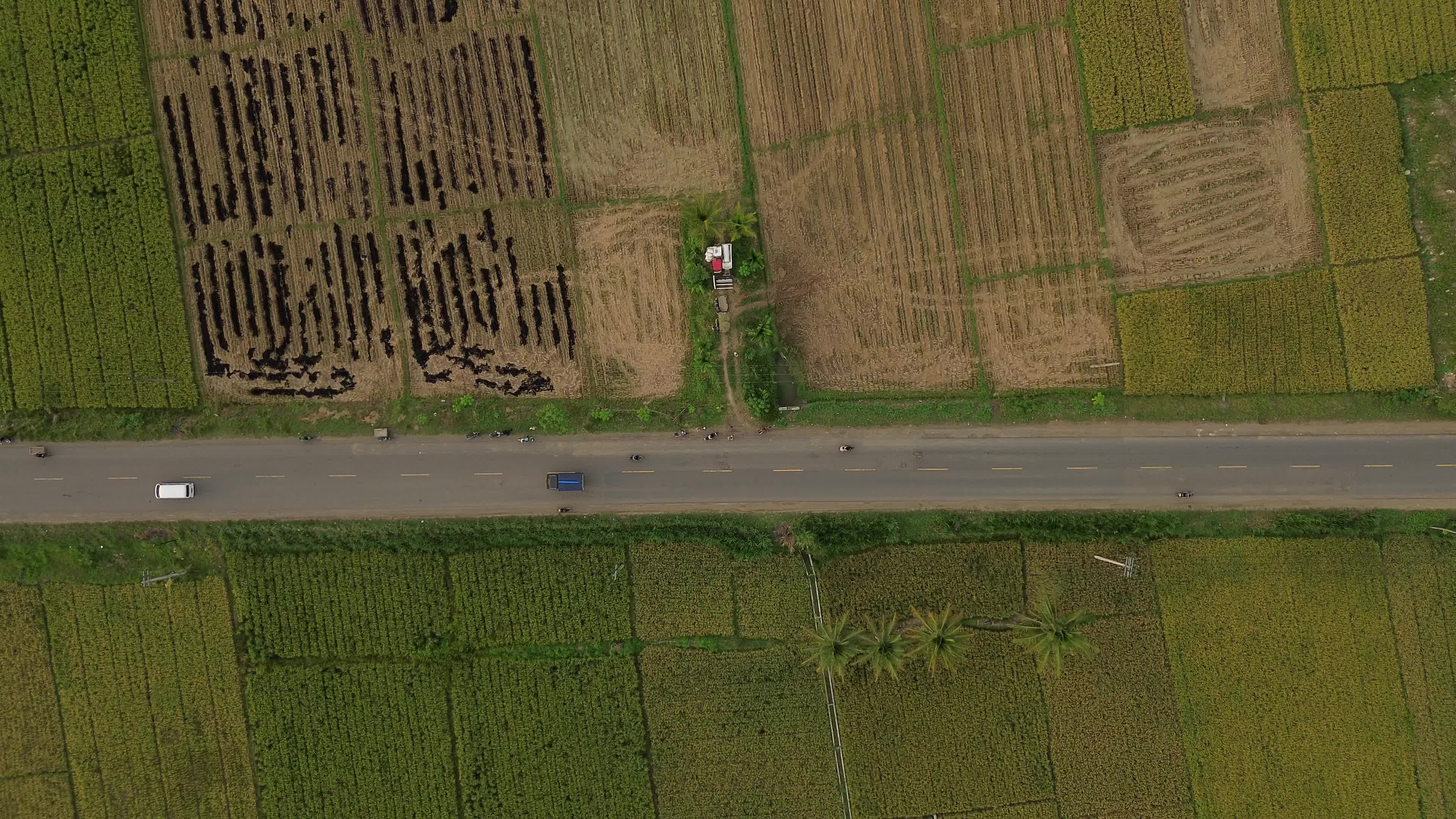Farmers Harvest Rice in Aceh