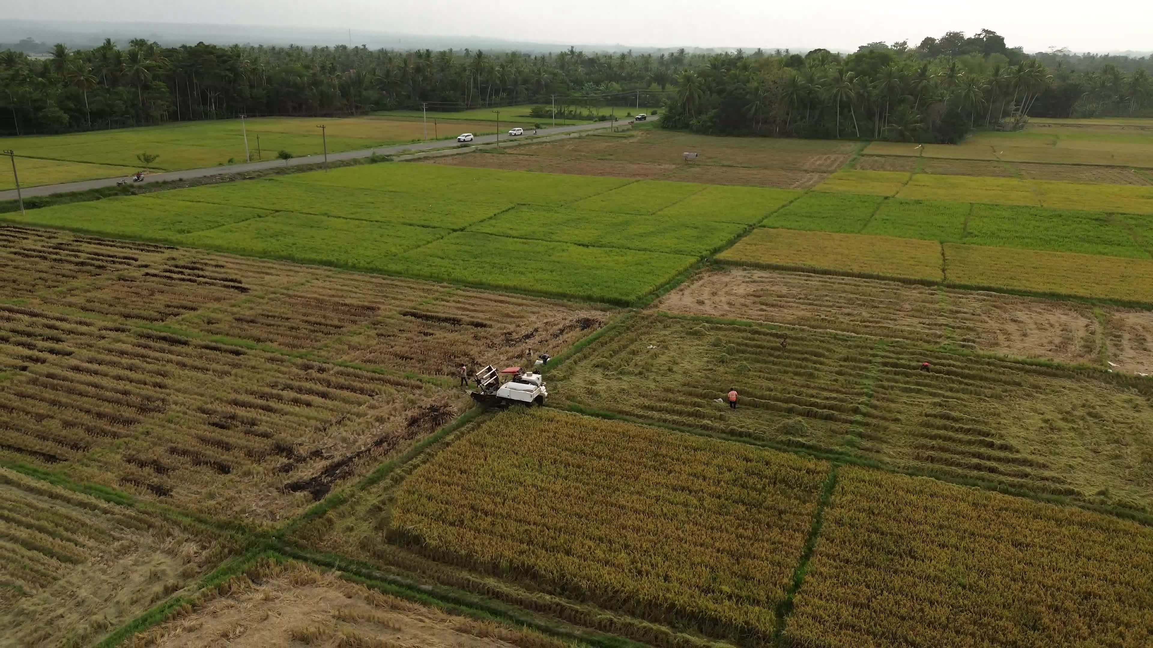 Farmers Harvest Rice in Aceh